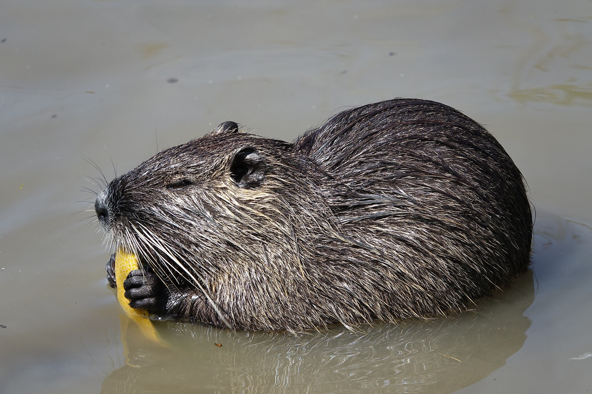 Nutria