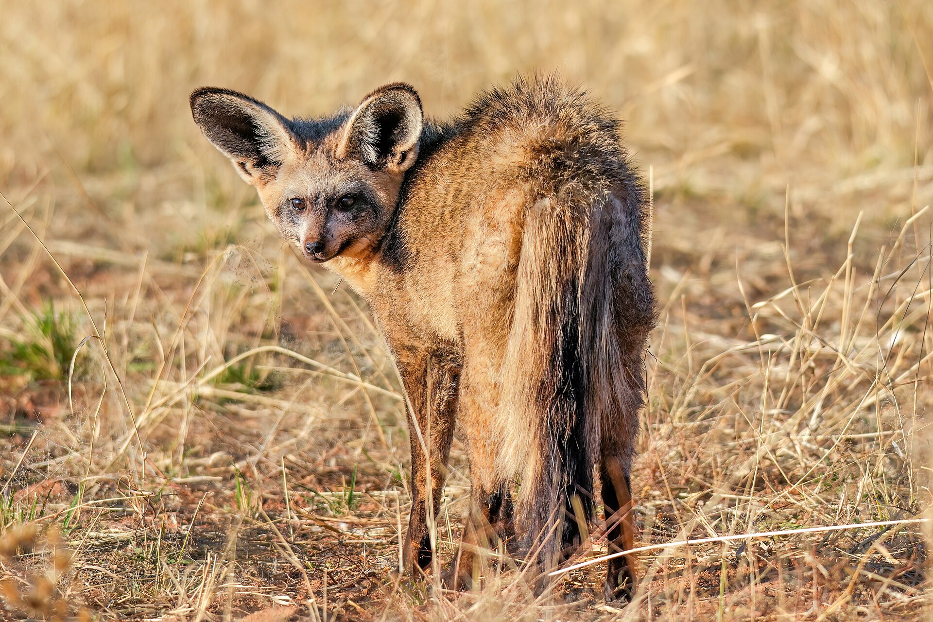 Löffelhund