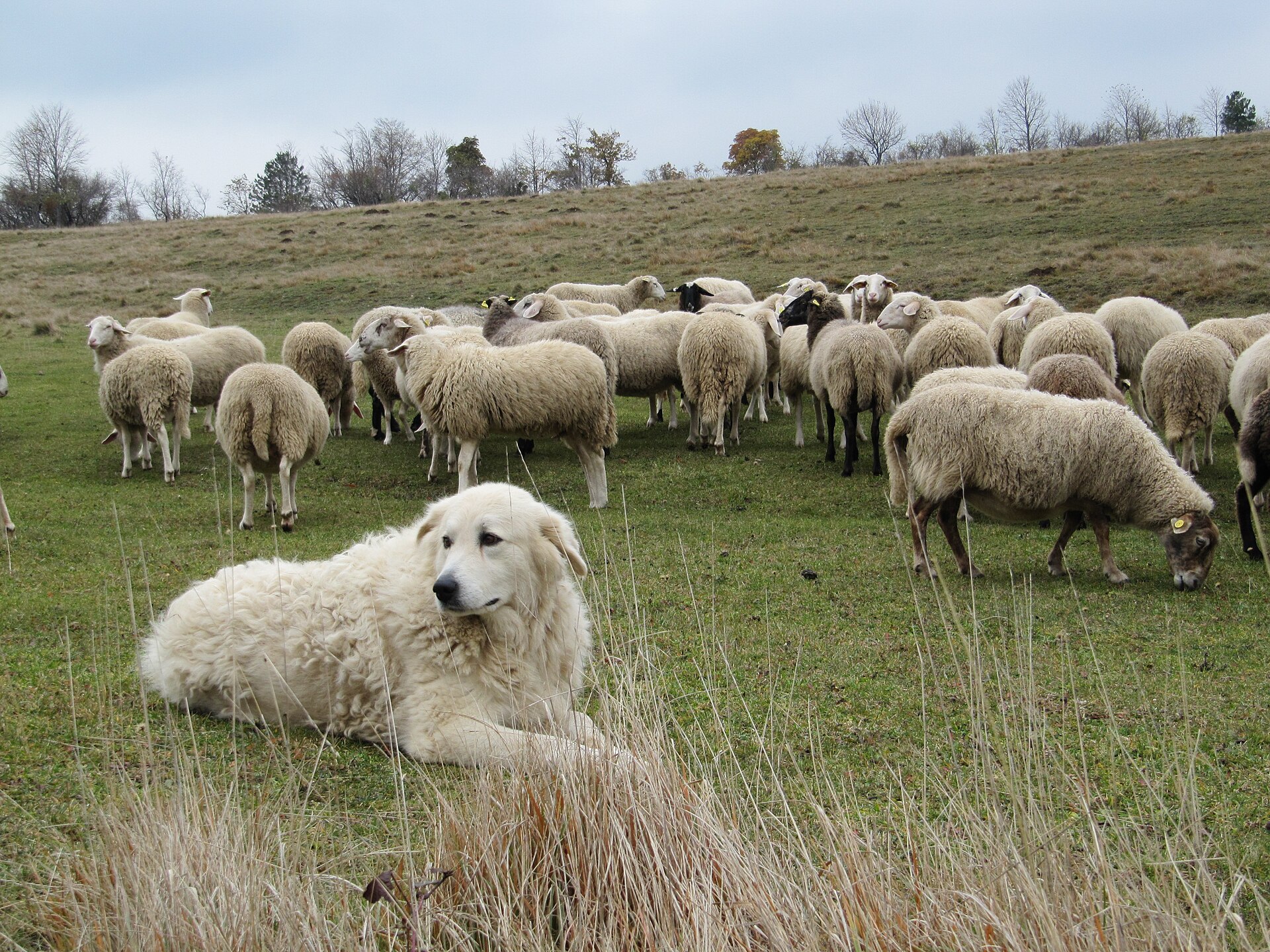 Perro de Pastor de Maremma y Abruzos