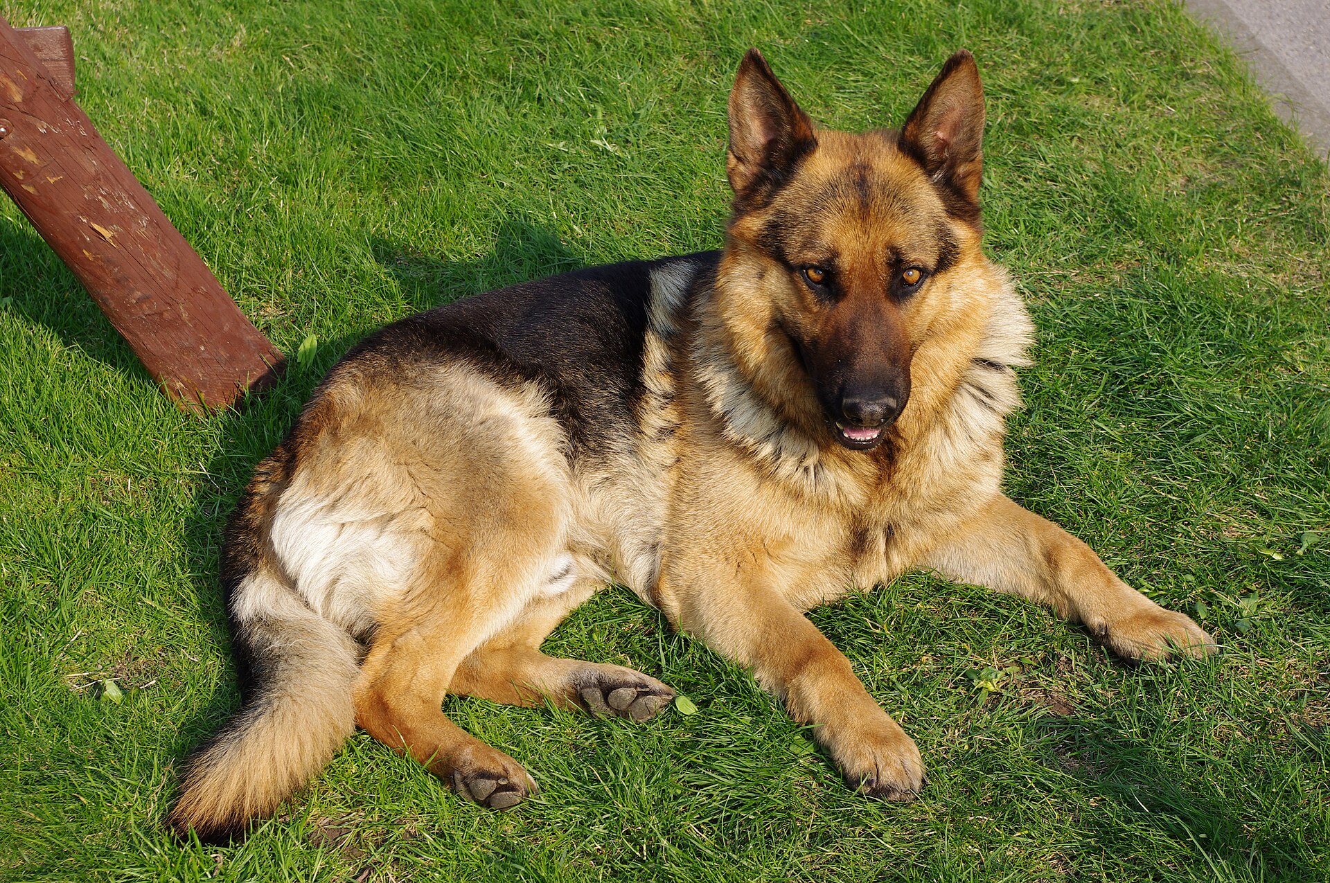 Deutscher Schäferhund