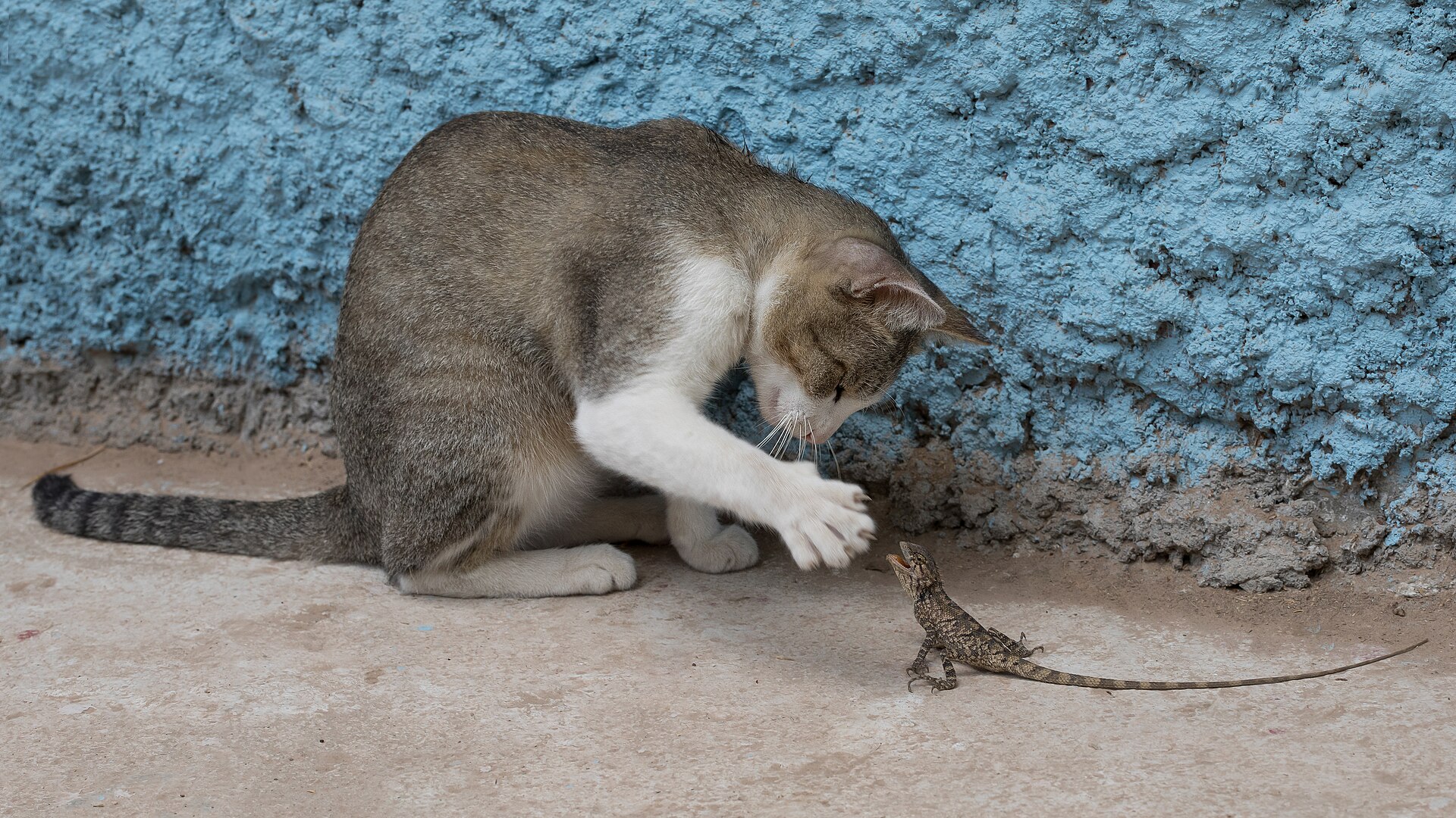 Perserkatze