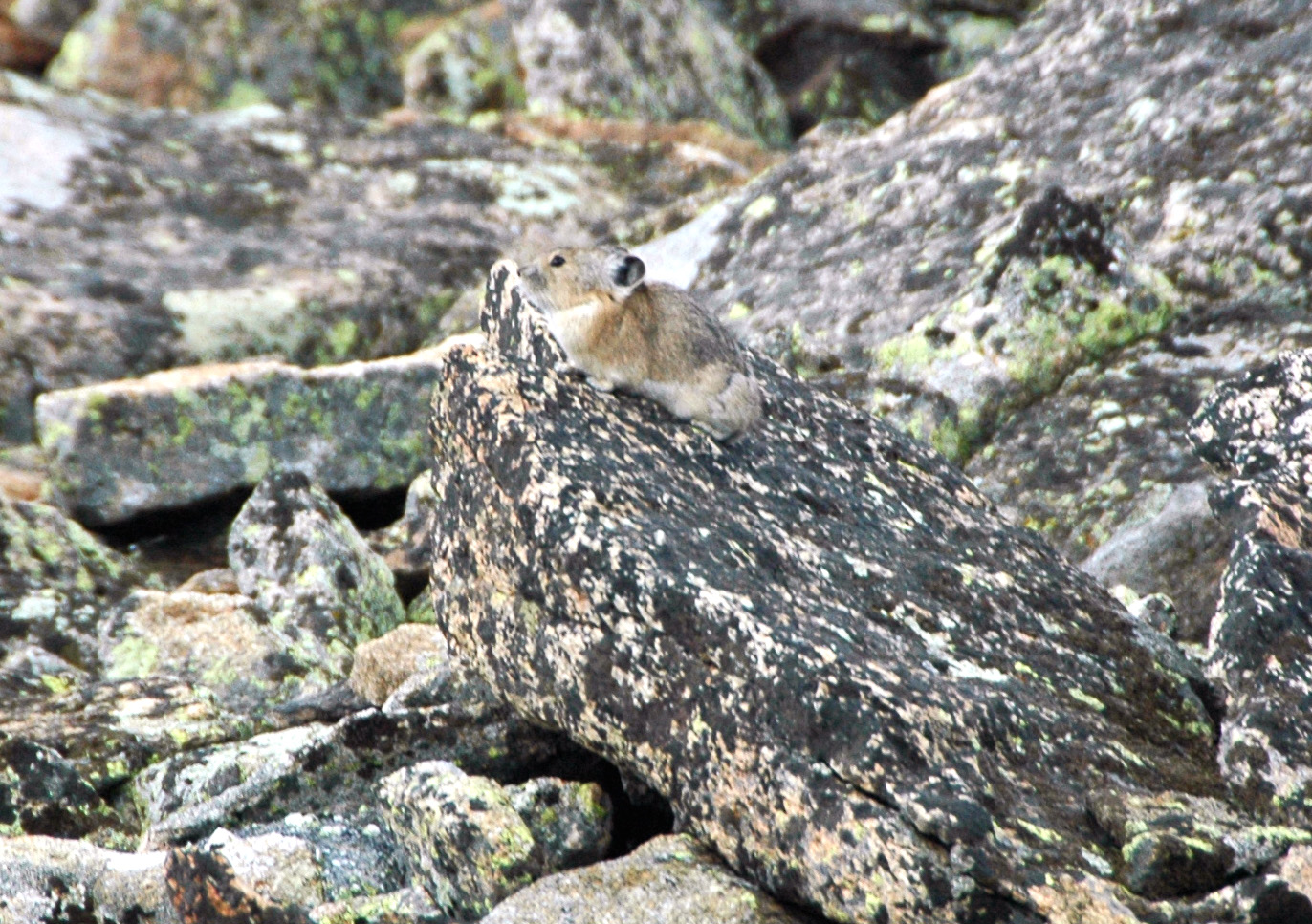 Amerikanischer Pika