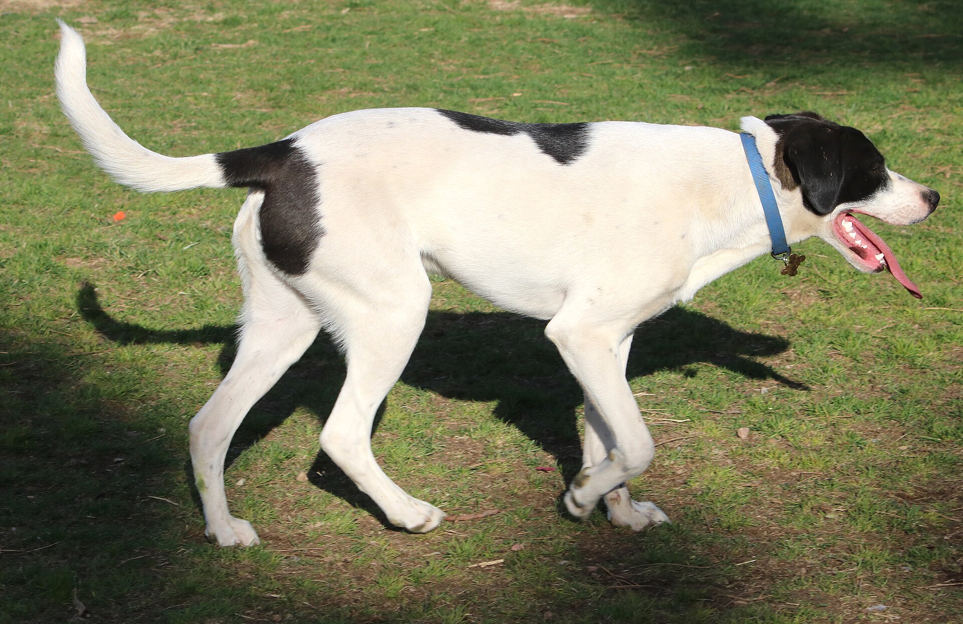 English Pointer