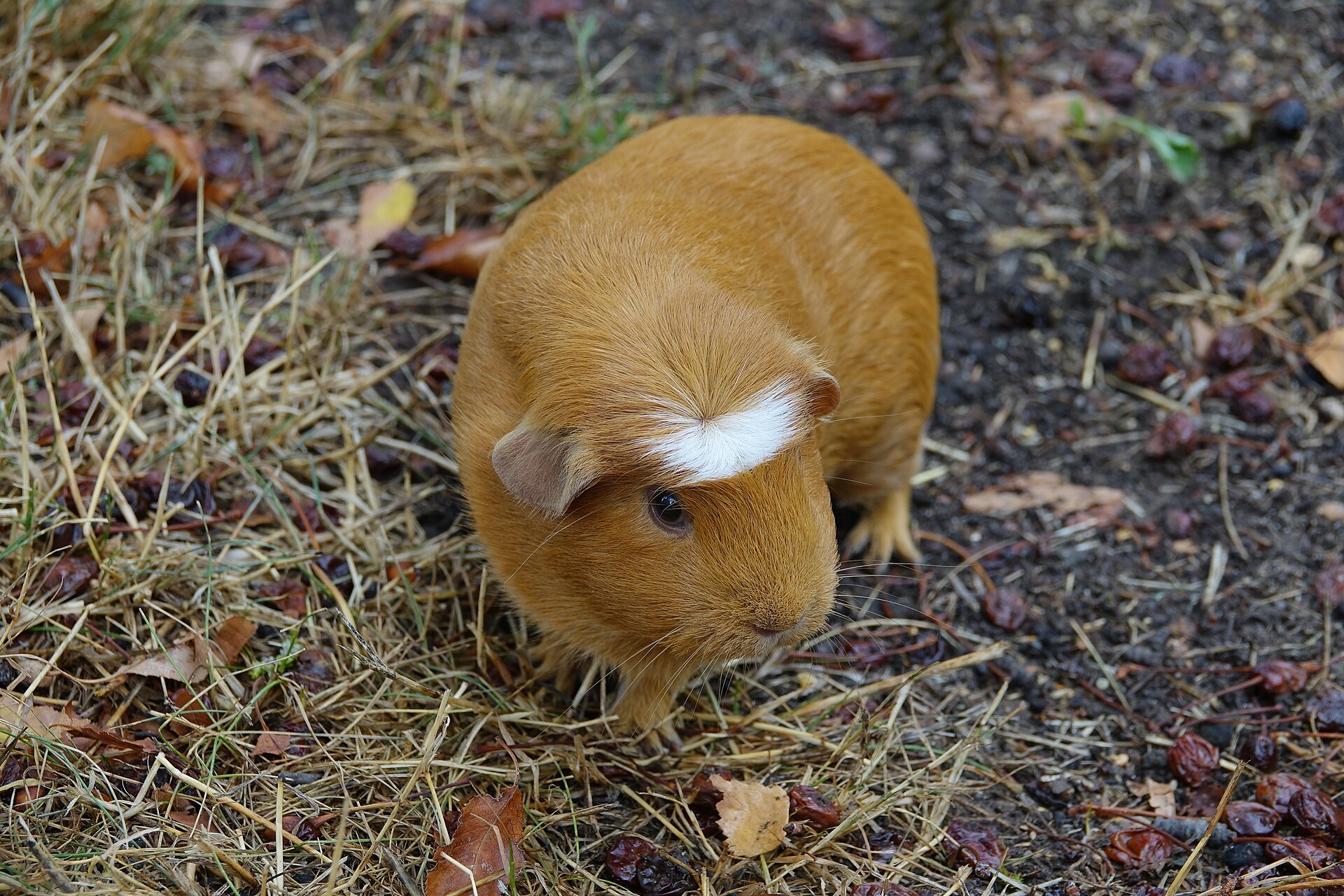 Meerschweinchen