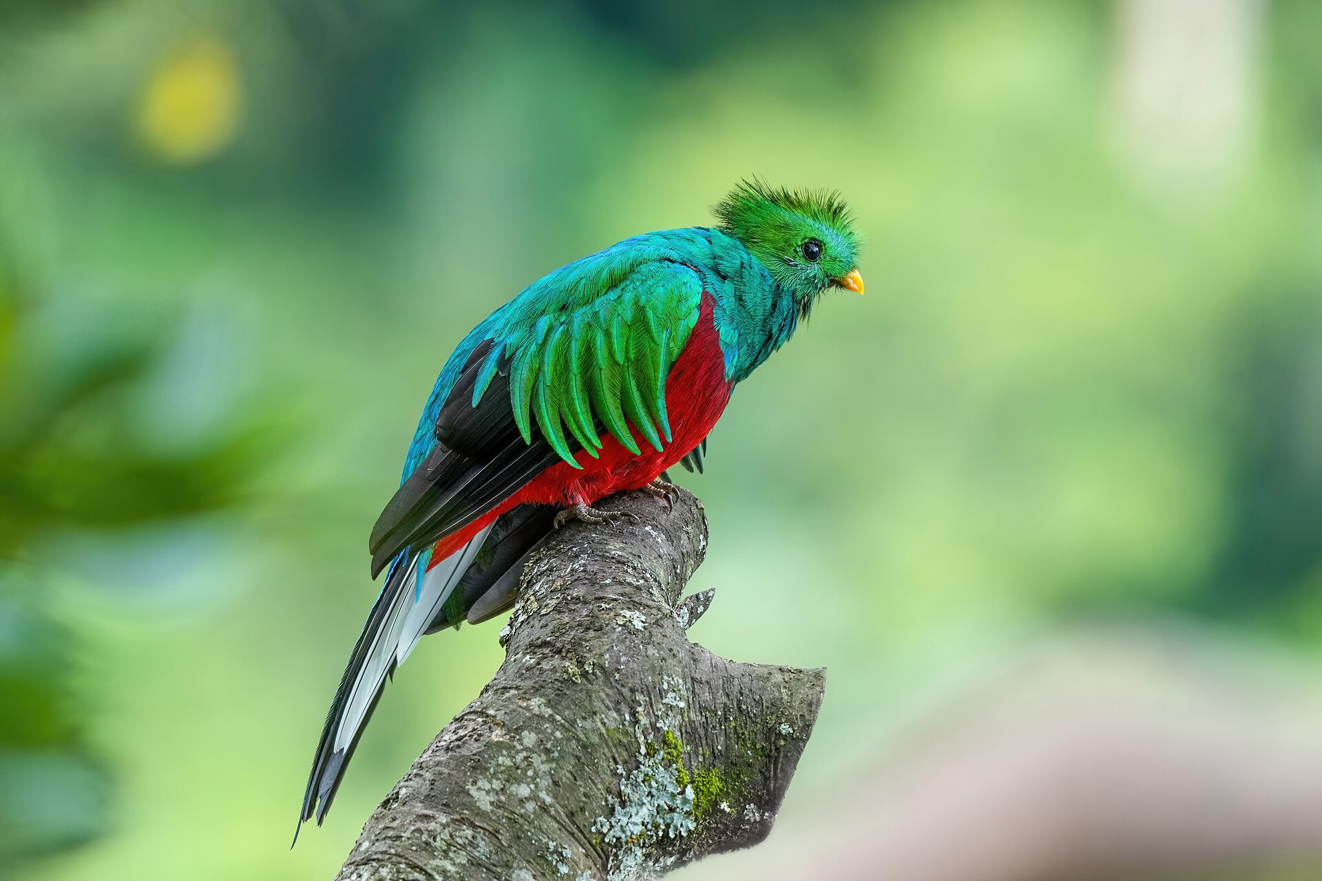 Quetzal Resplendente
