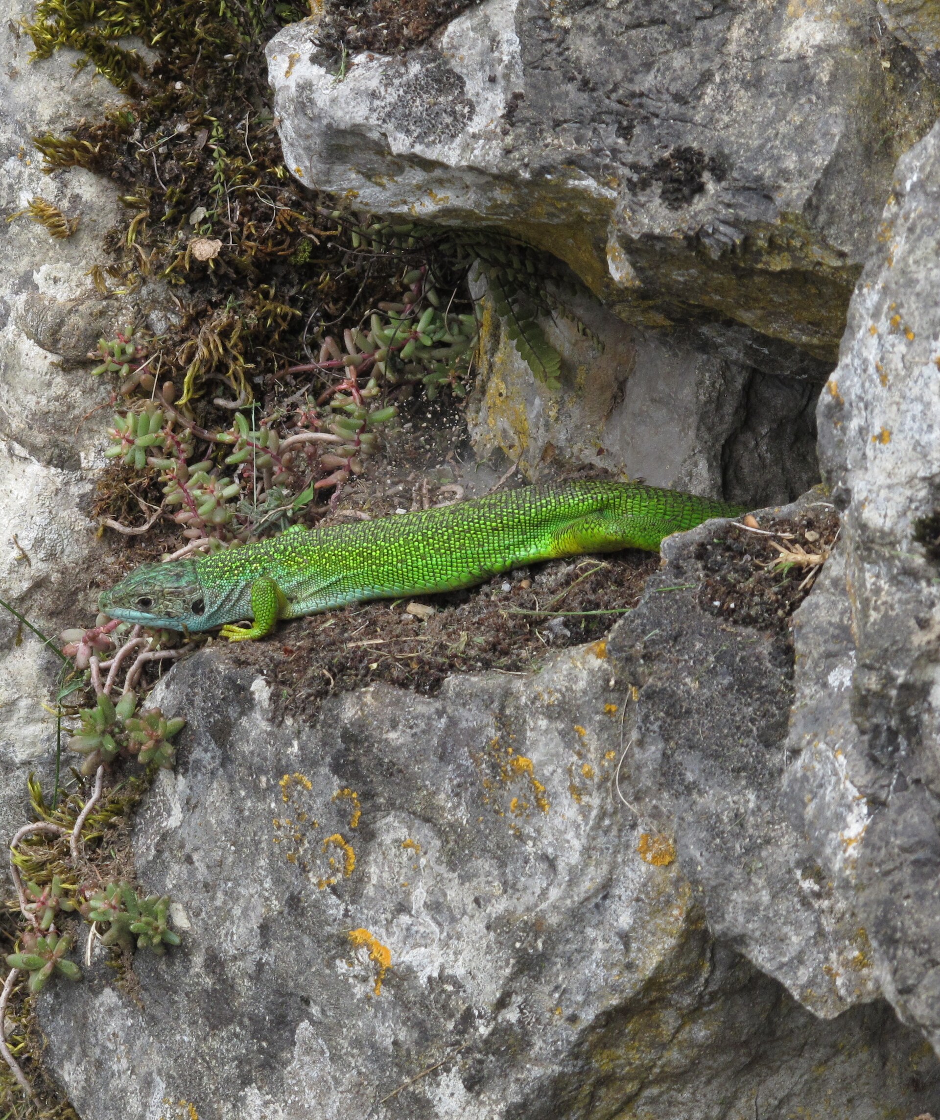 Lézard vert occidental