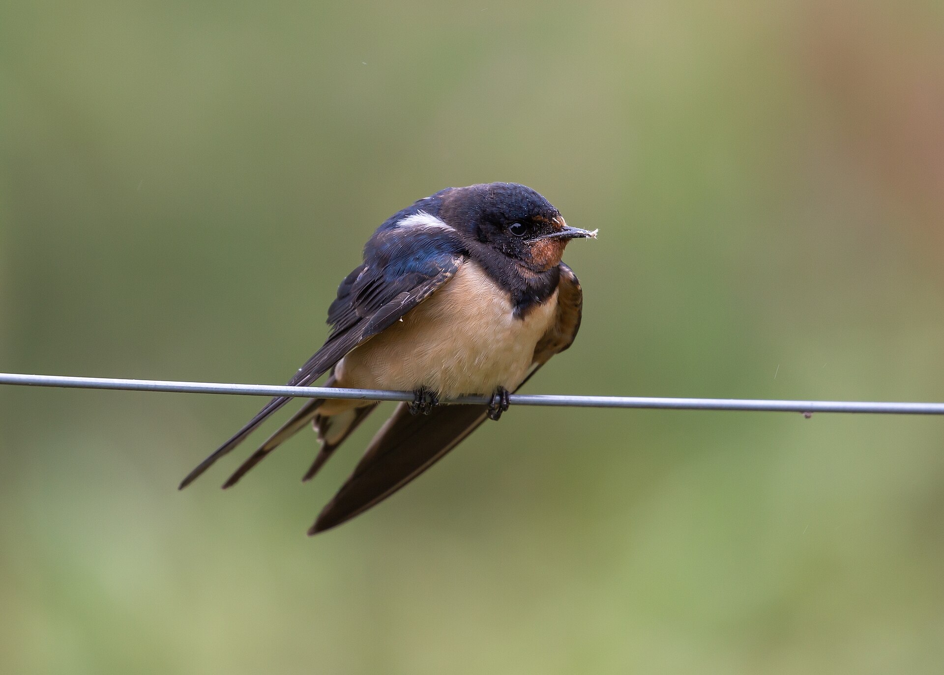 Hirondelle Rustique