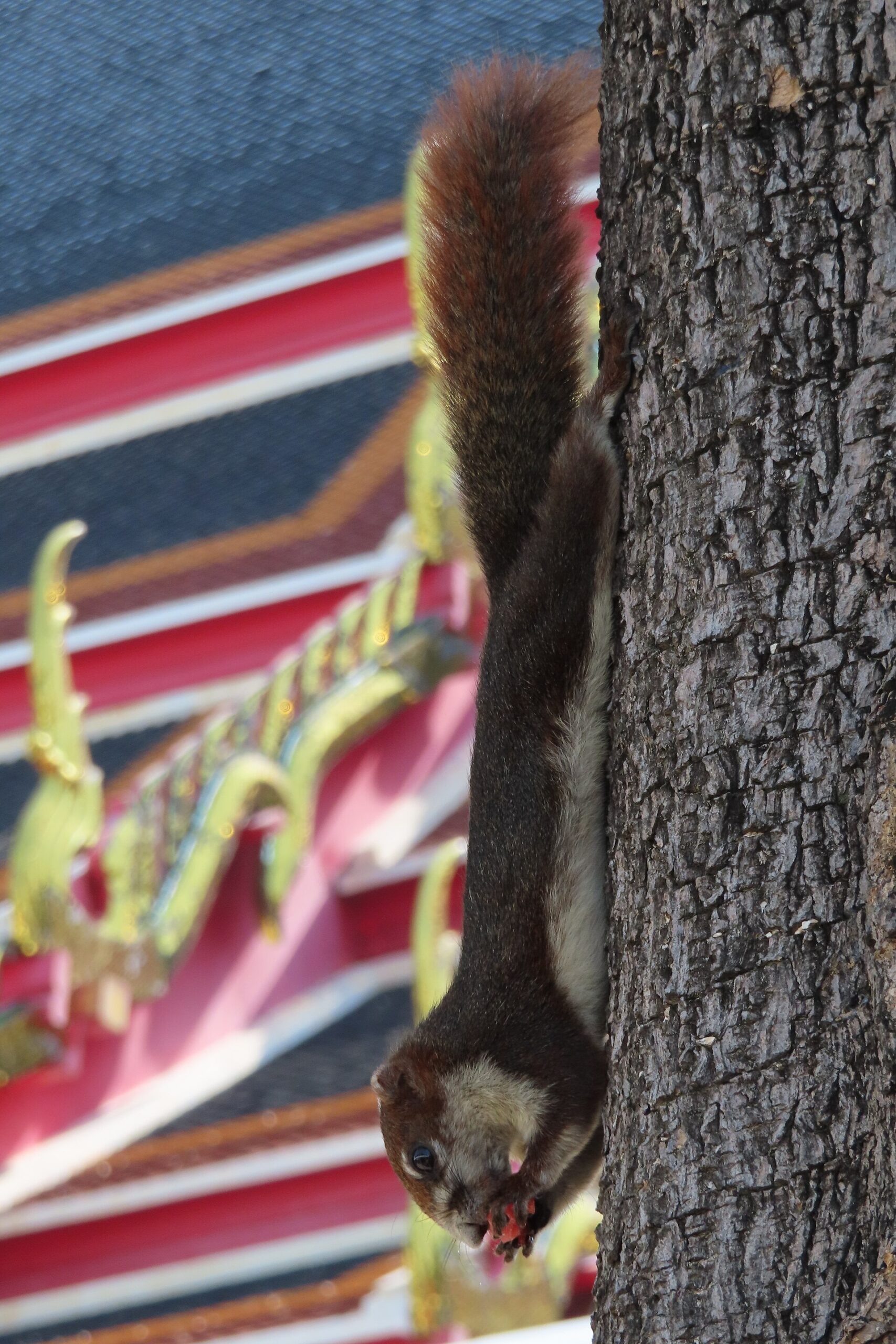 Finlayson's Squirrel
