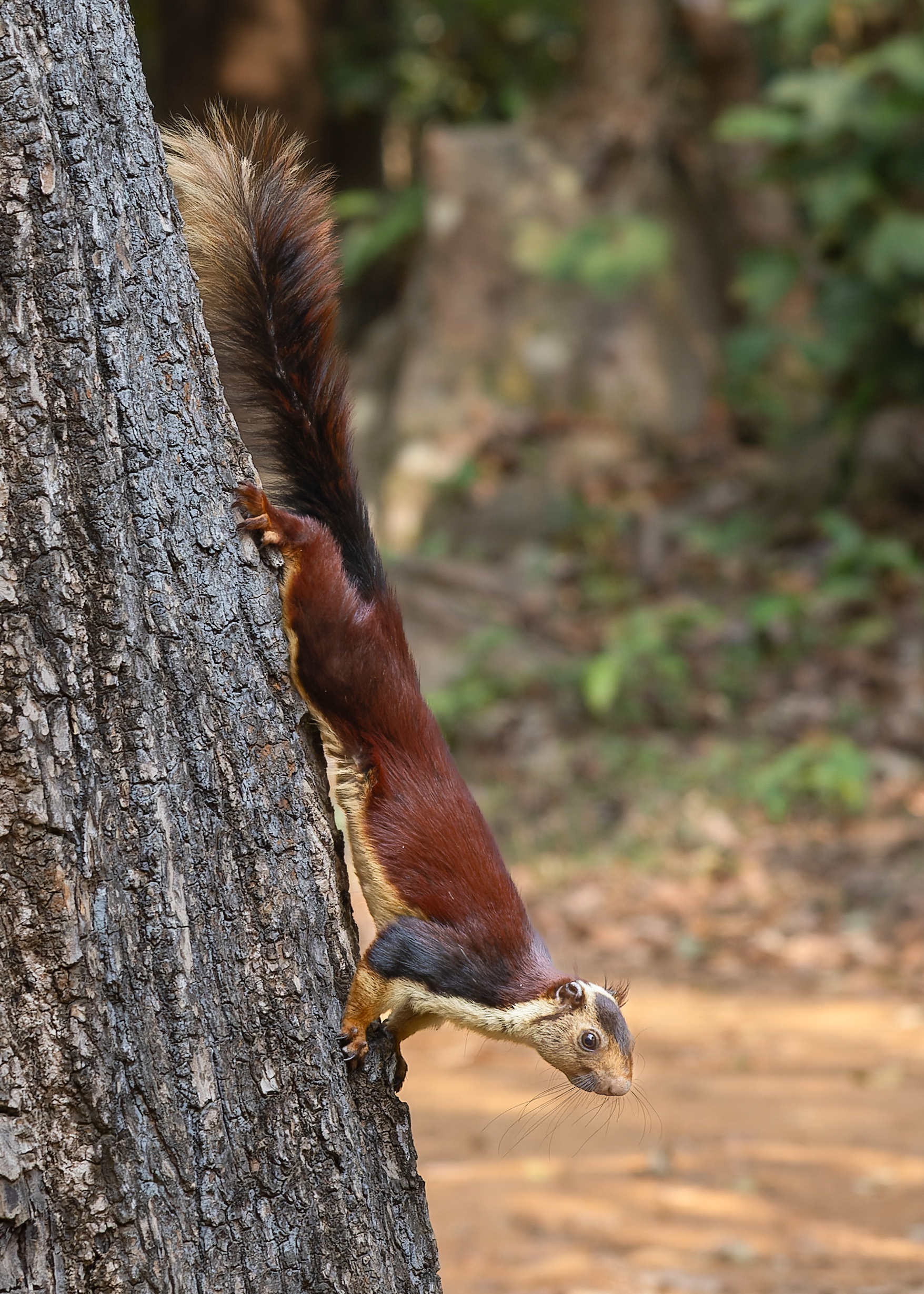 Indisches Riesenhörnchen