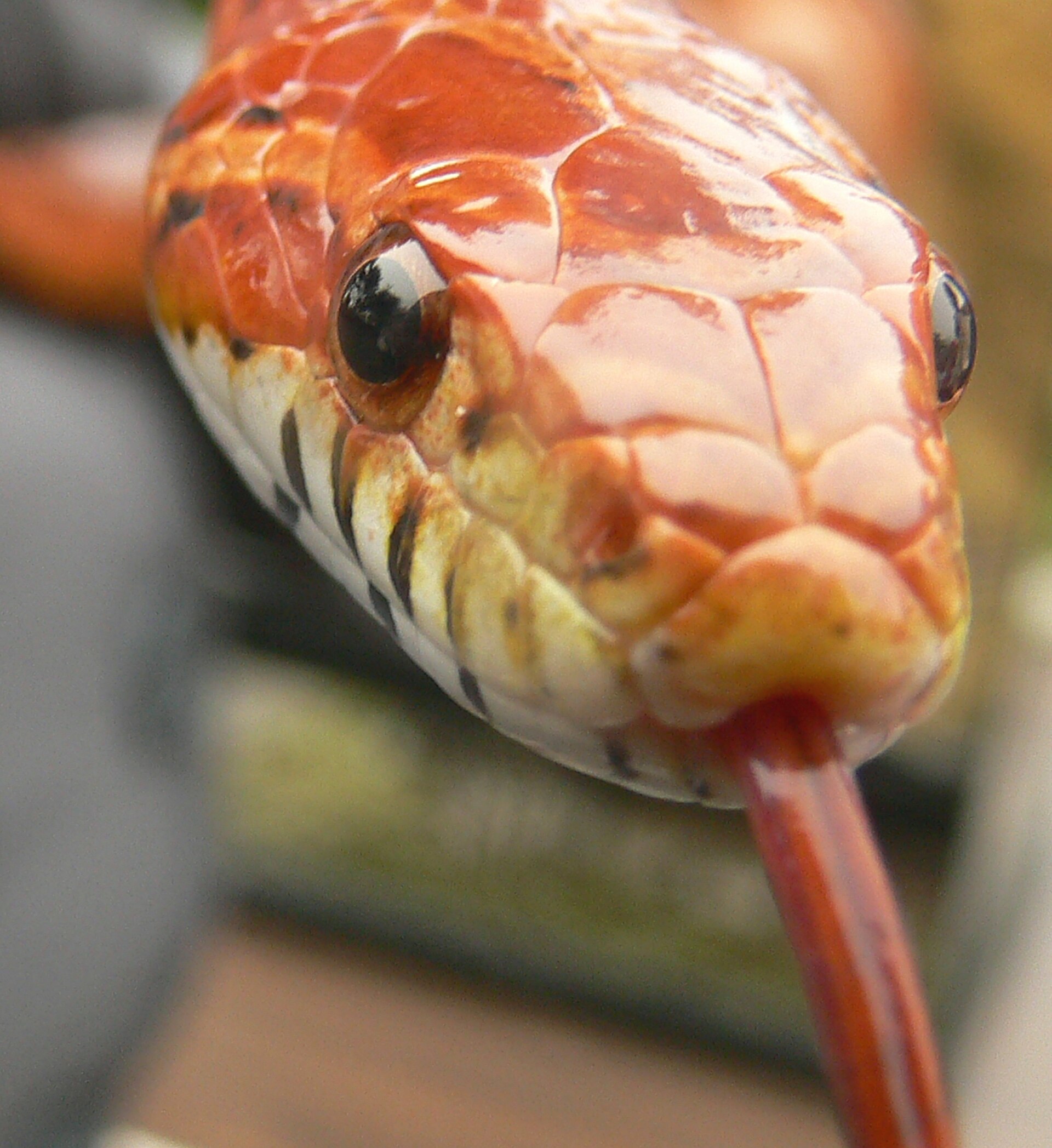Corn Snake