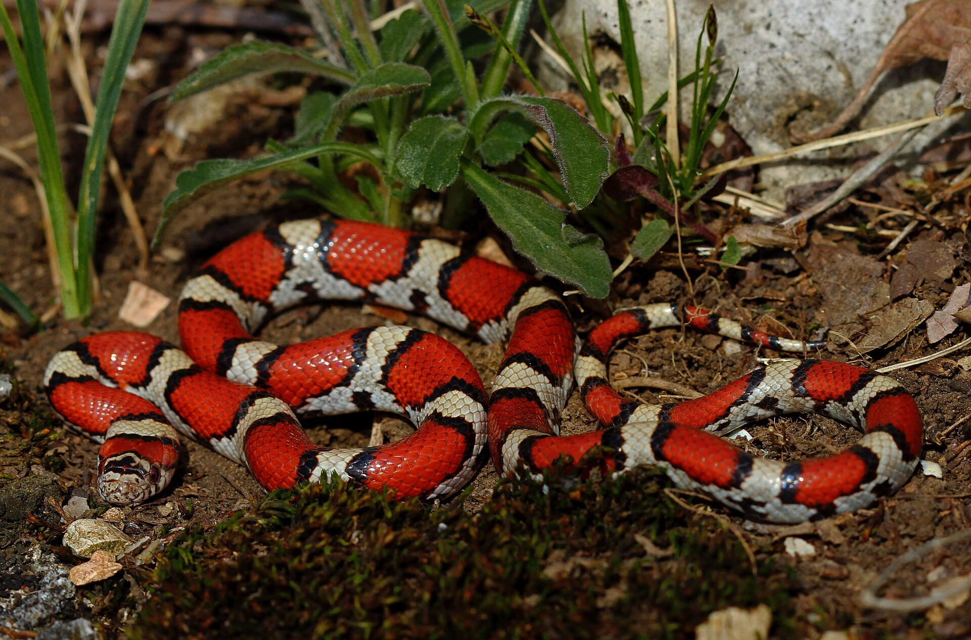 Serpent du lait