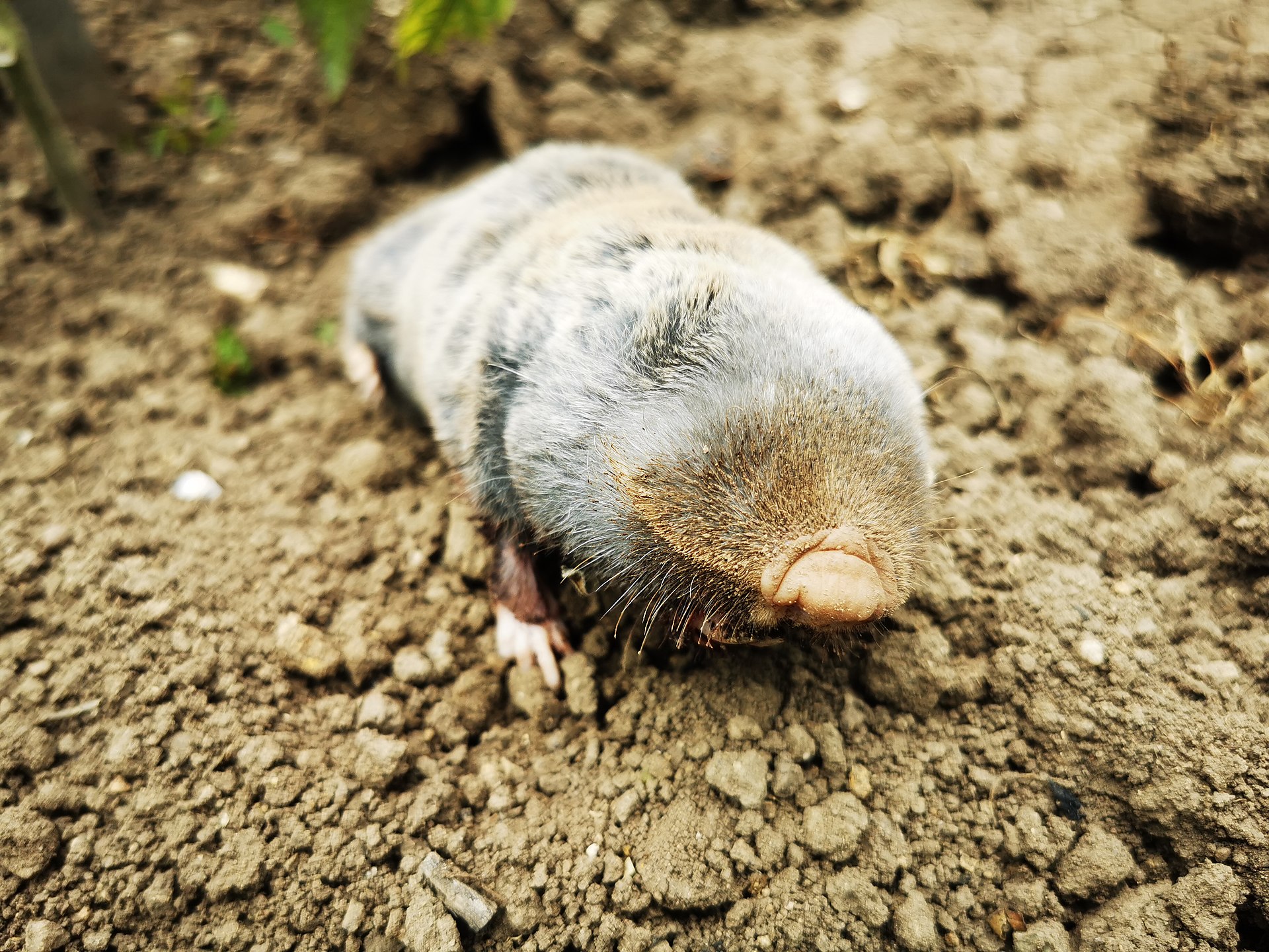Blind Mole Rat