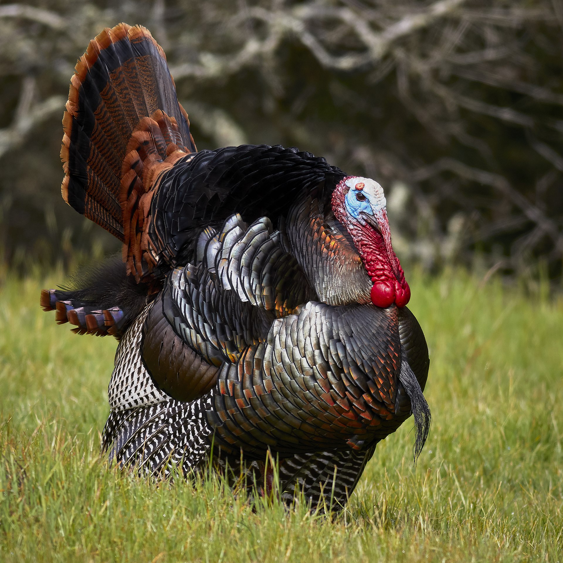Wild Turkey