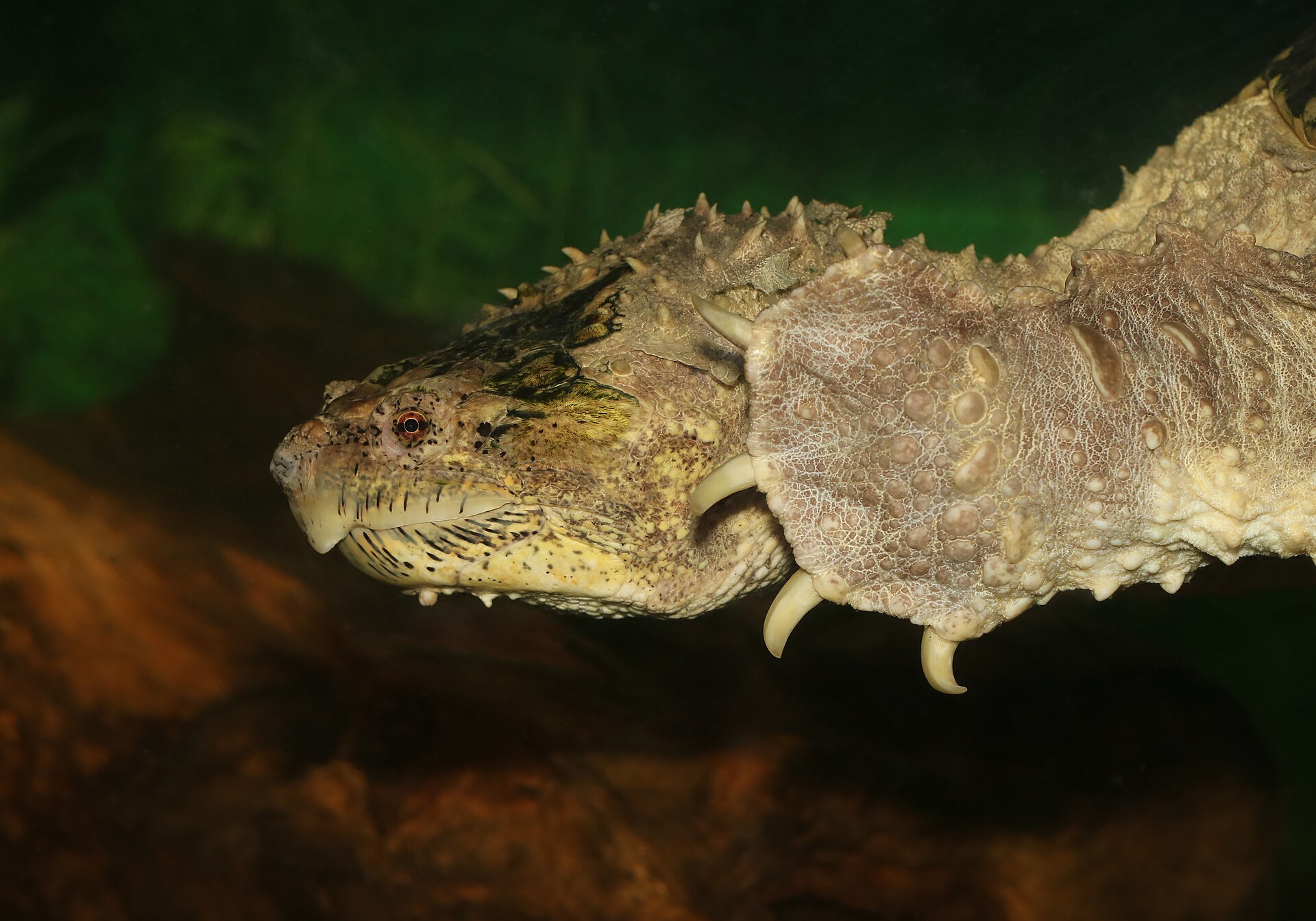 Common Snapping Turtle