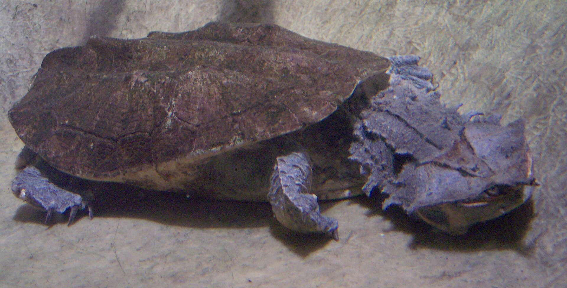 Tortuga Matamata