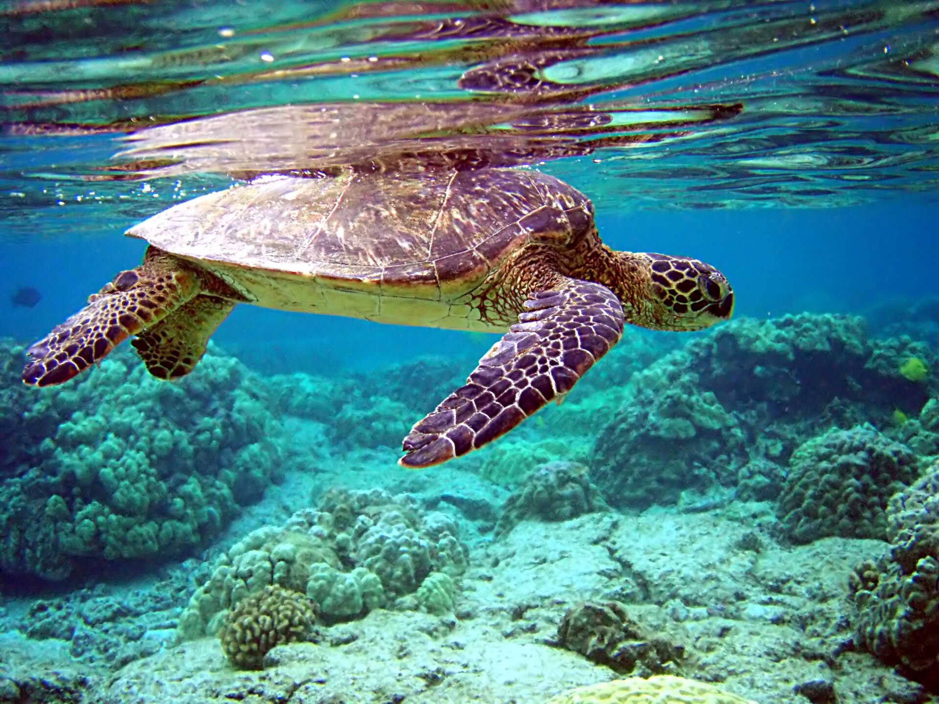 Tortue Verte