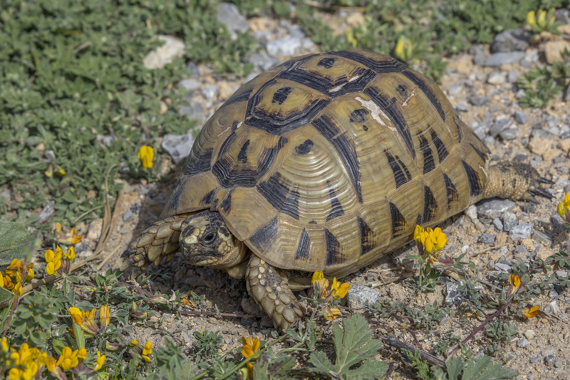 Tortuga mora