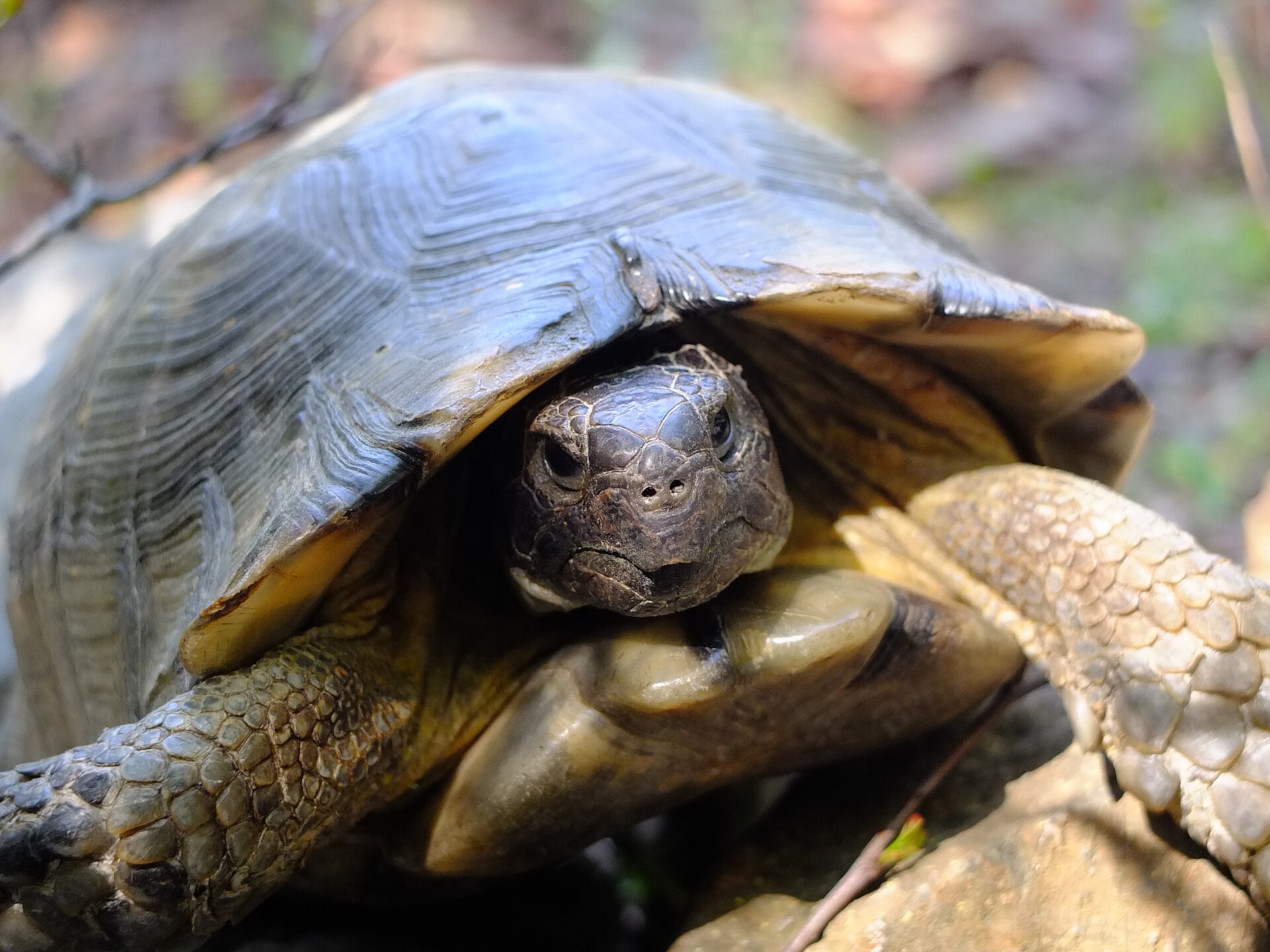 Breitrandschildkröte