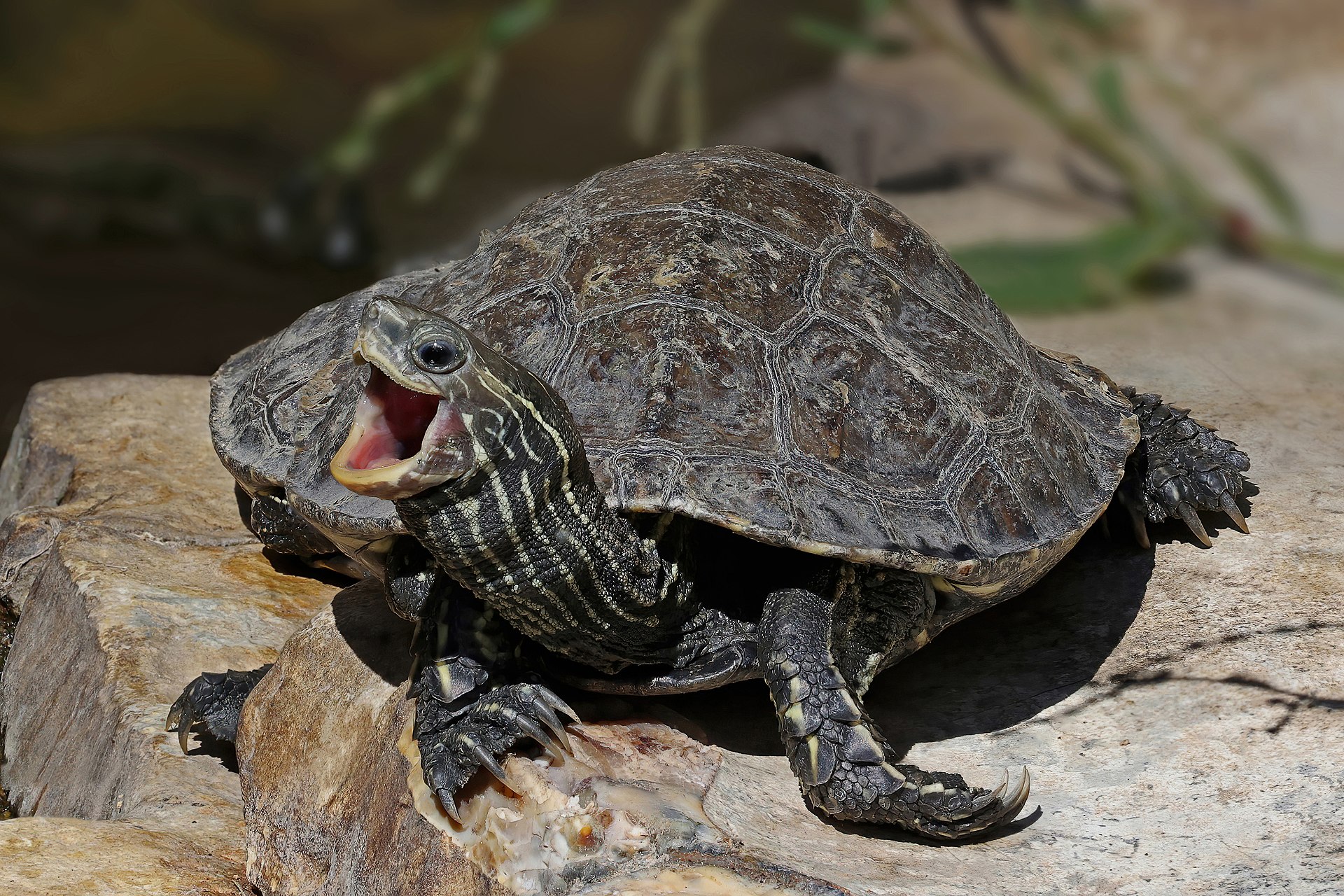 European Pond Turtle