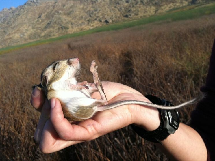 Rat-kangourou du désert