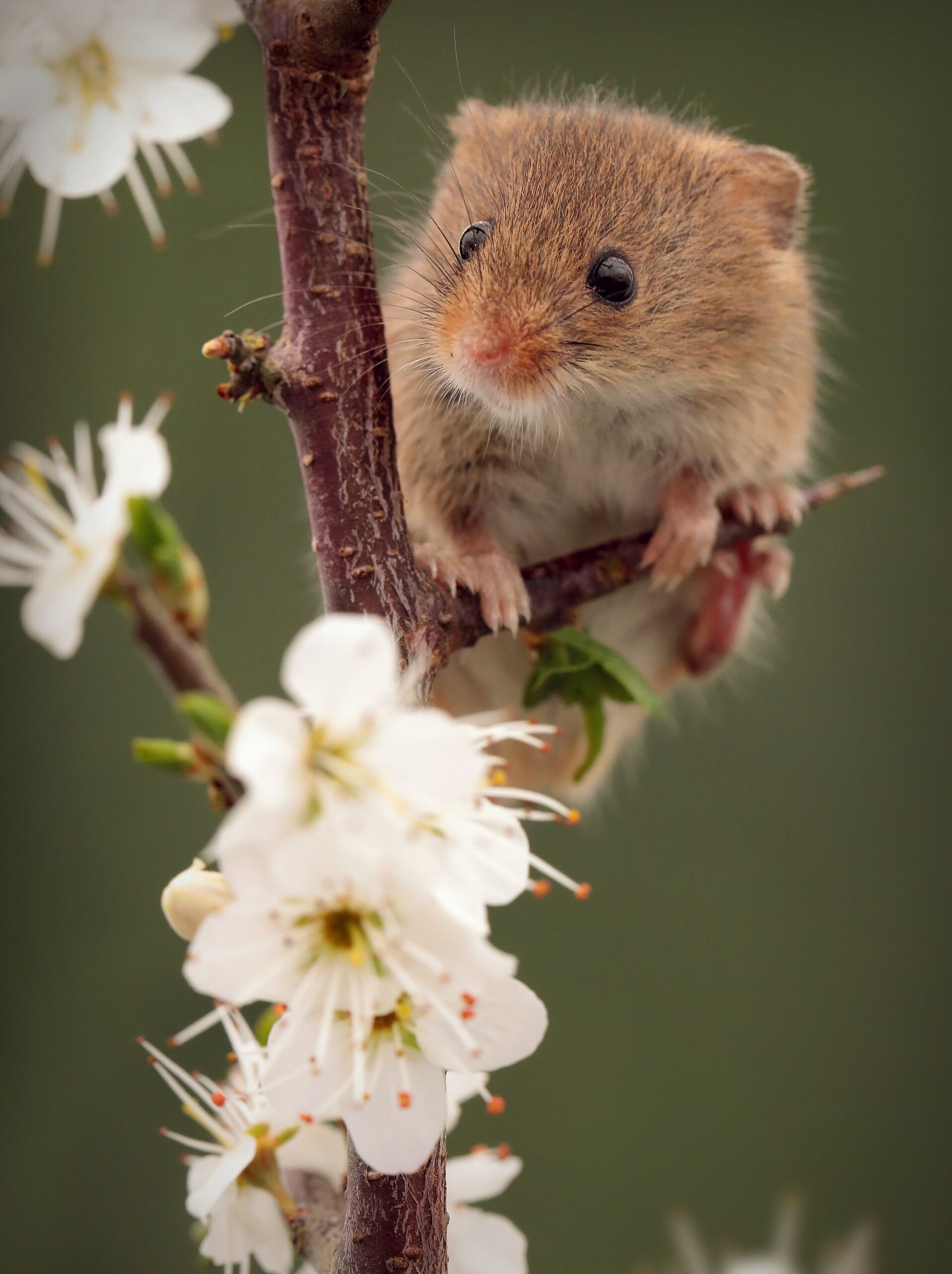 Harvest Mouse