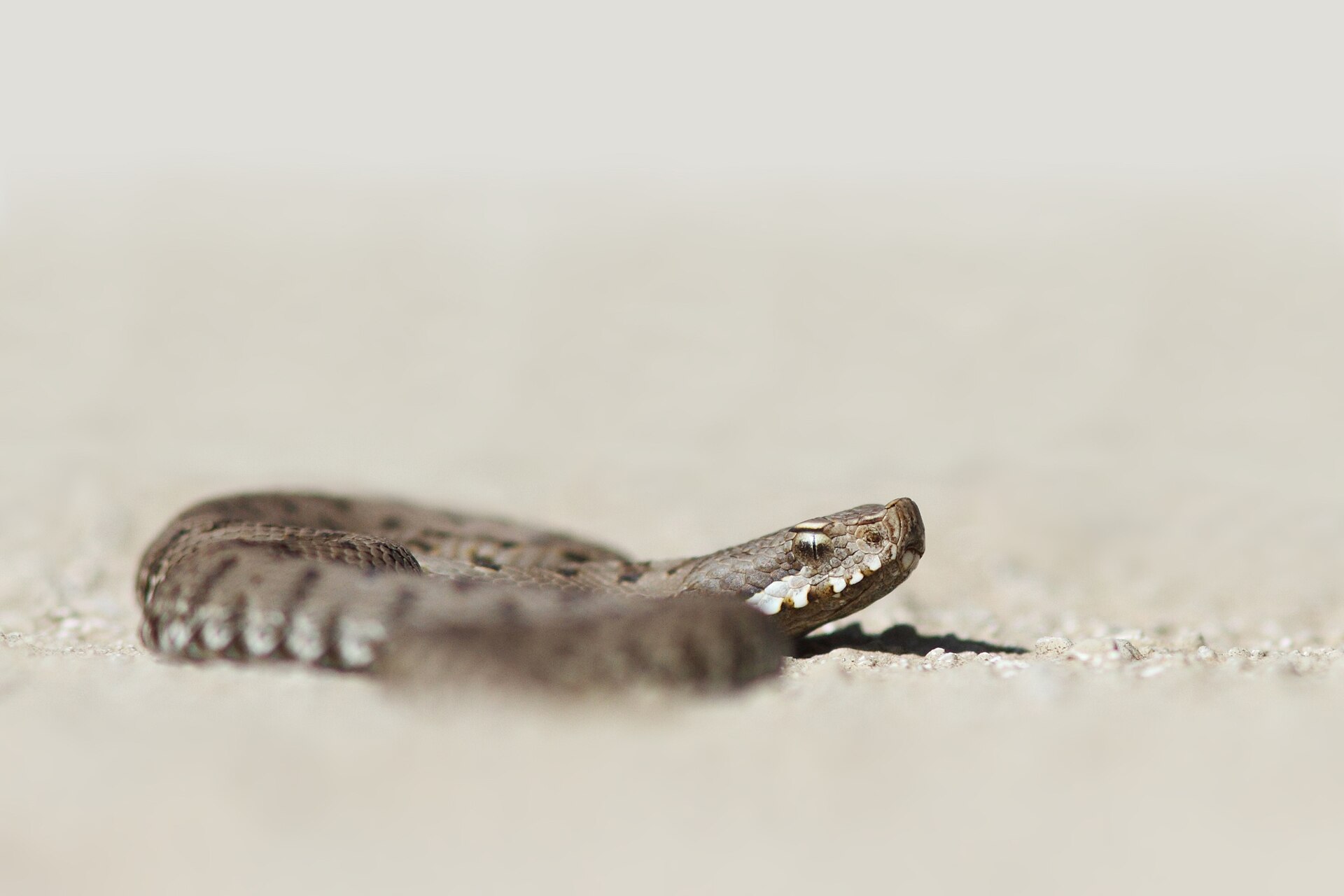 Asp Viper