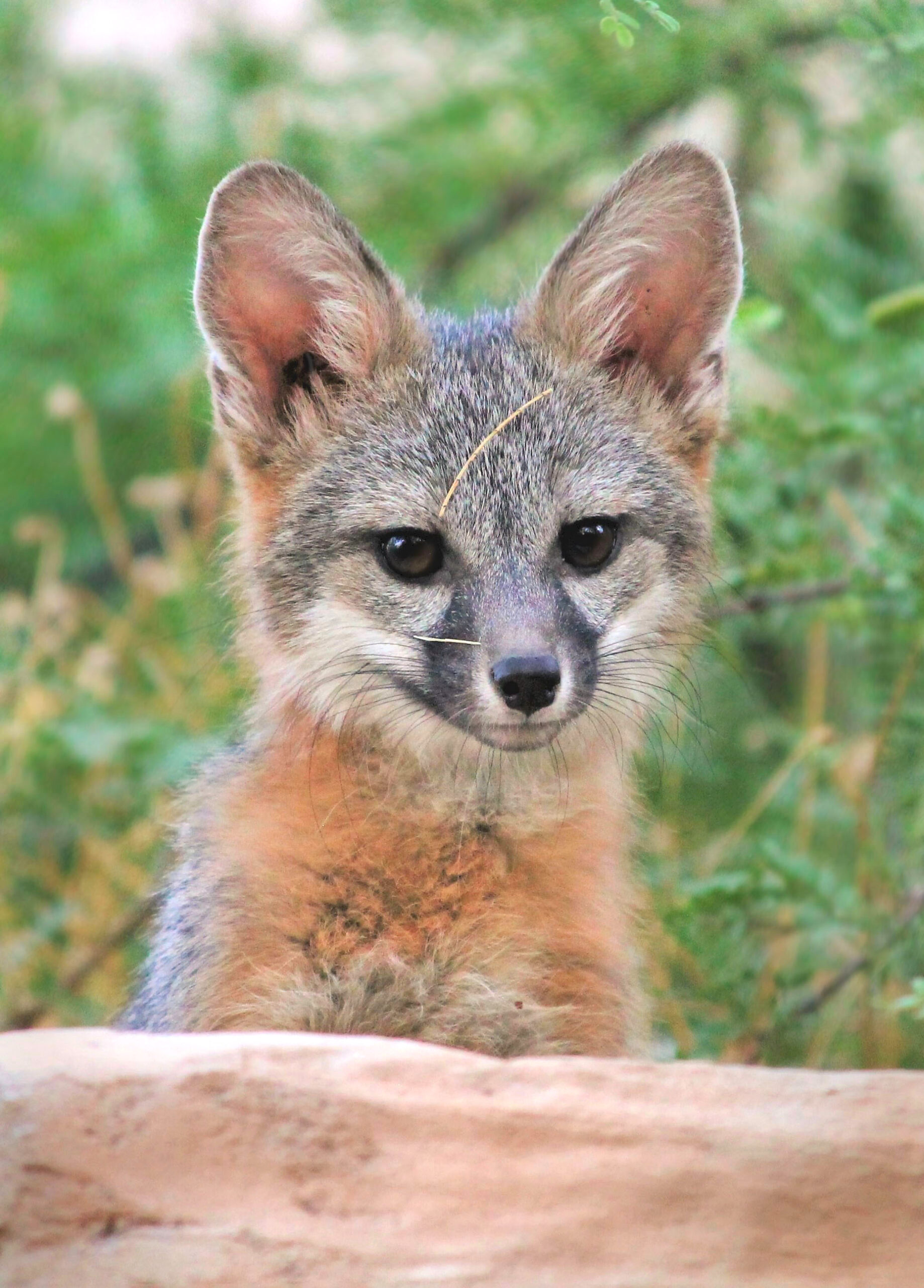 Graufuchs