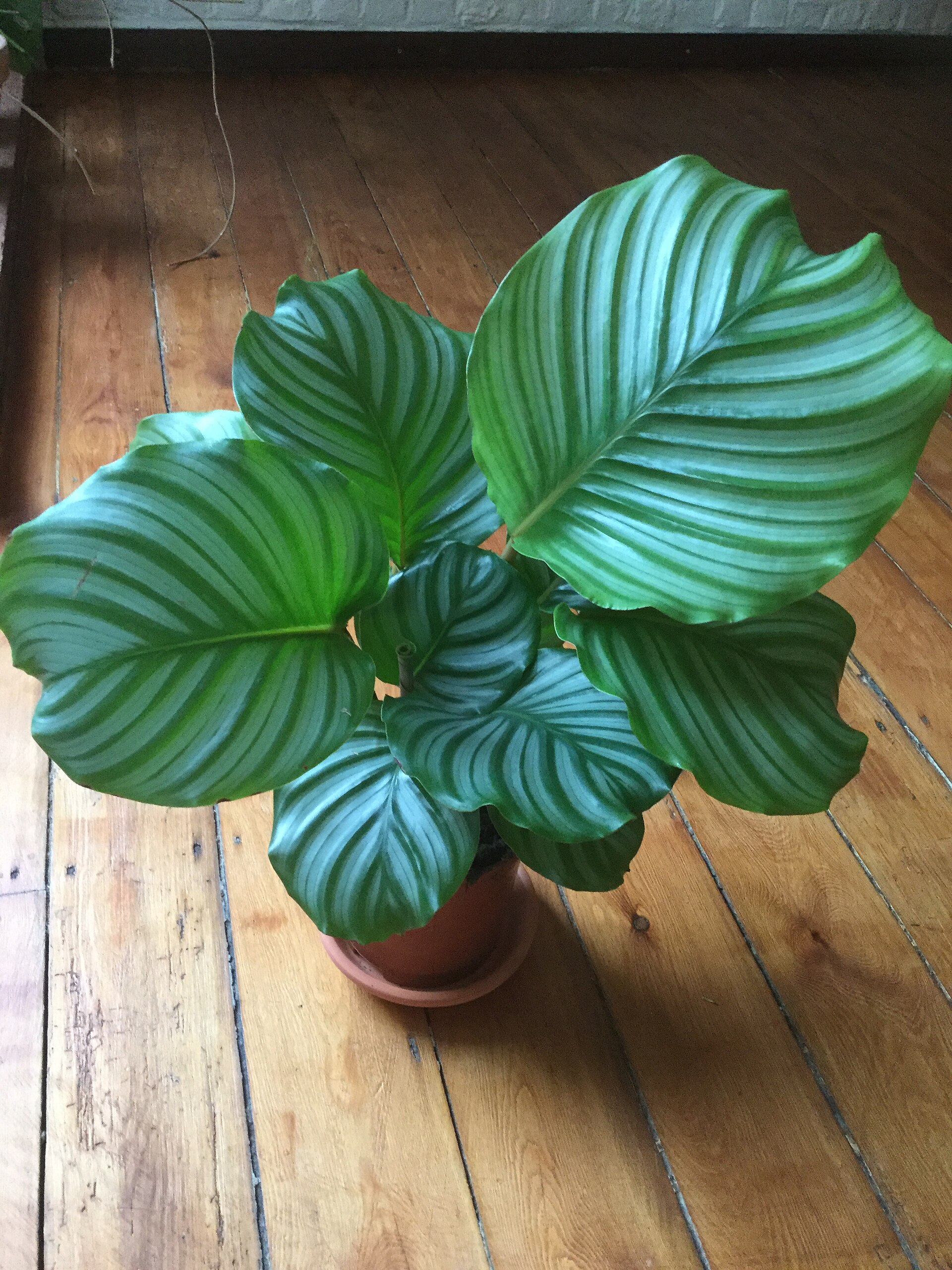 Calathea Orbifolia: cuidados de la planta hojas redondas