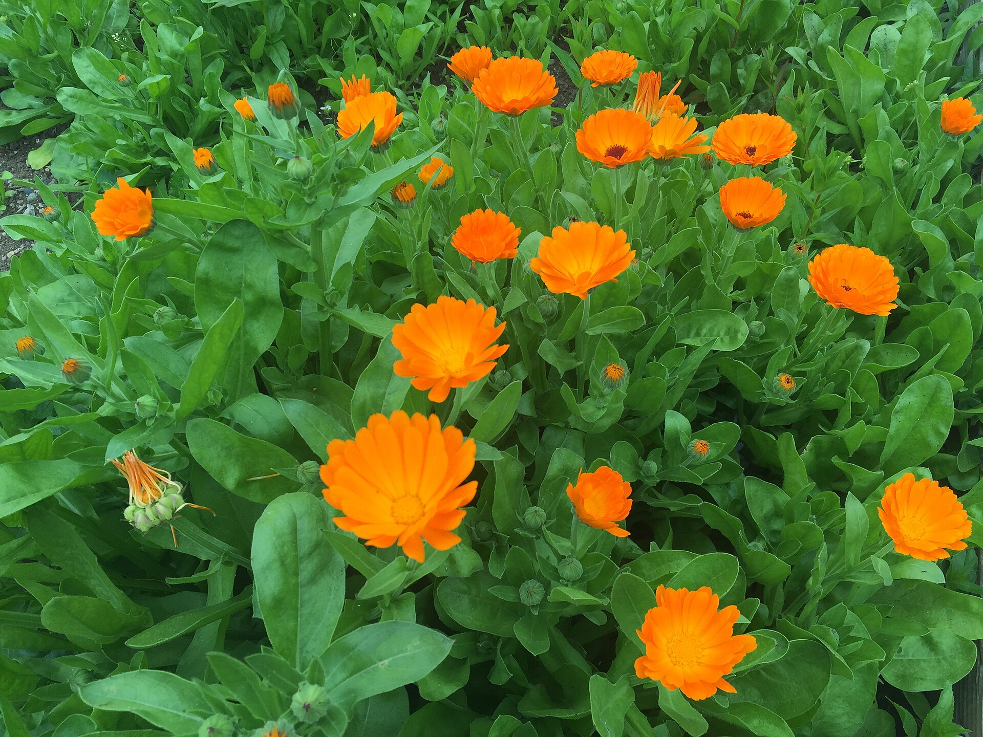 Calendula: come coltivare l annuale dai fiori arancioni continui