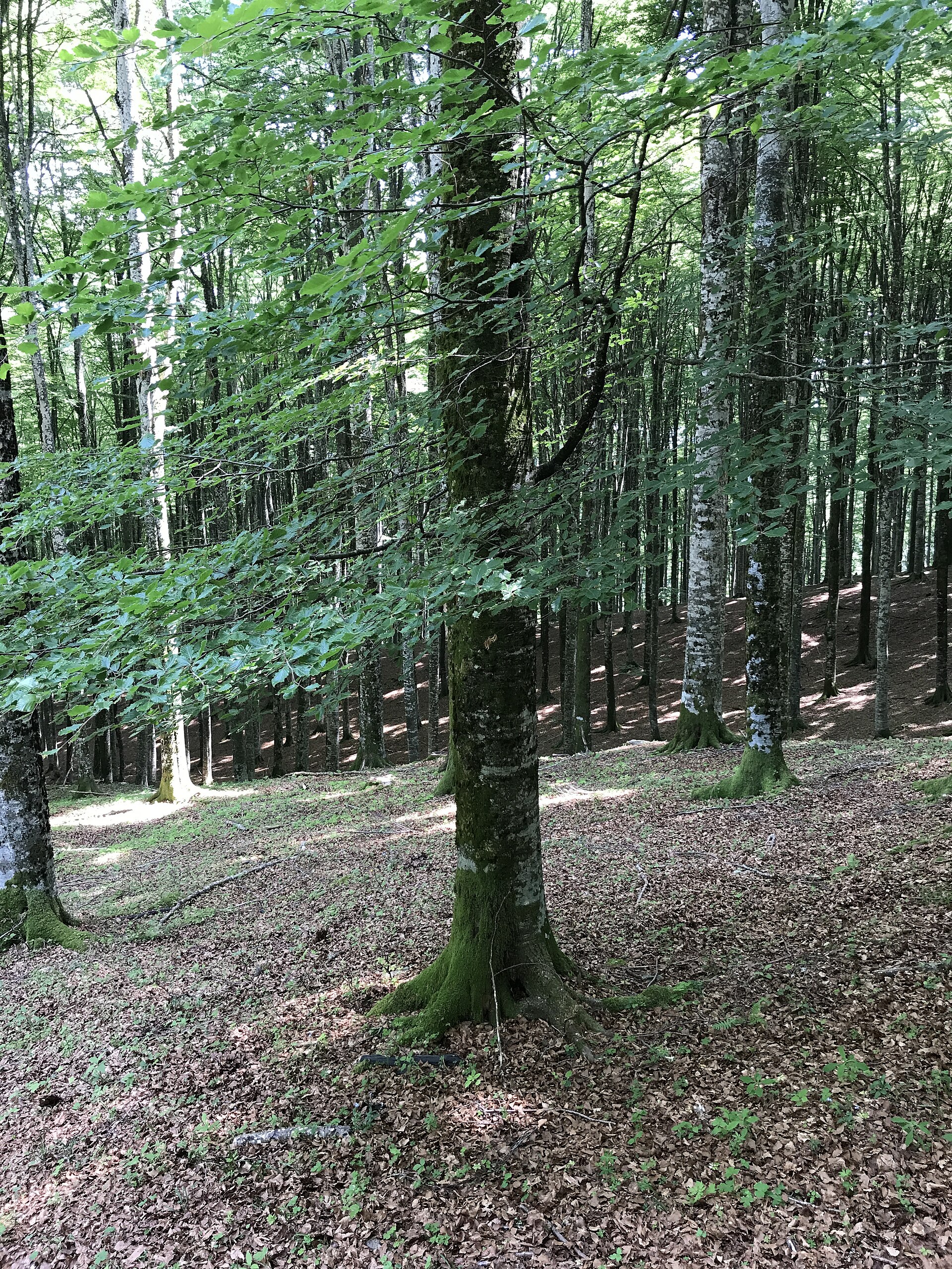 Faggio: l albero maestoso delle foreste montane europee