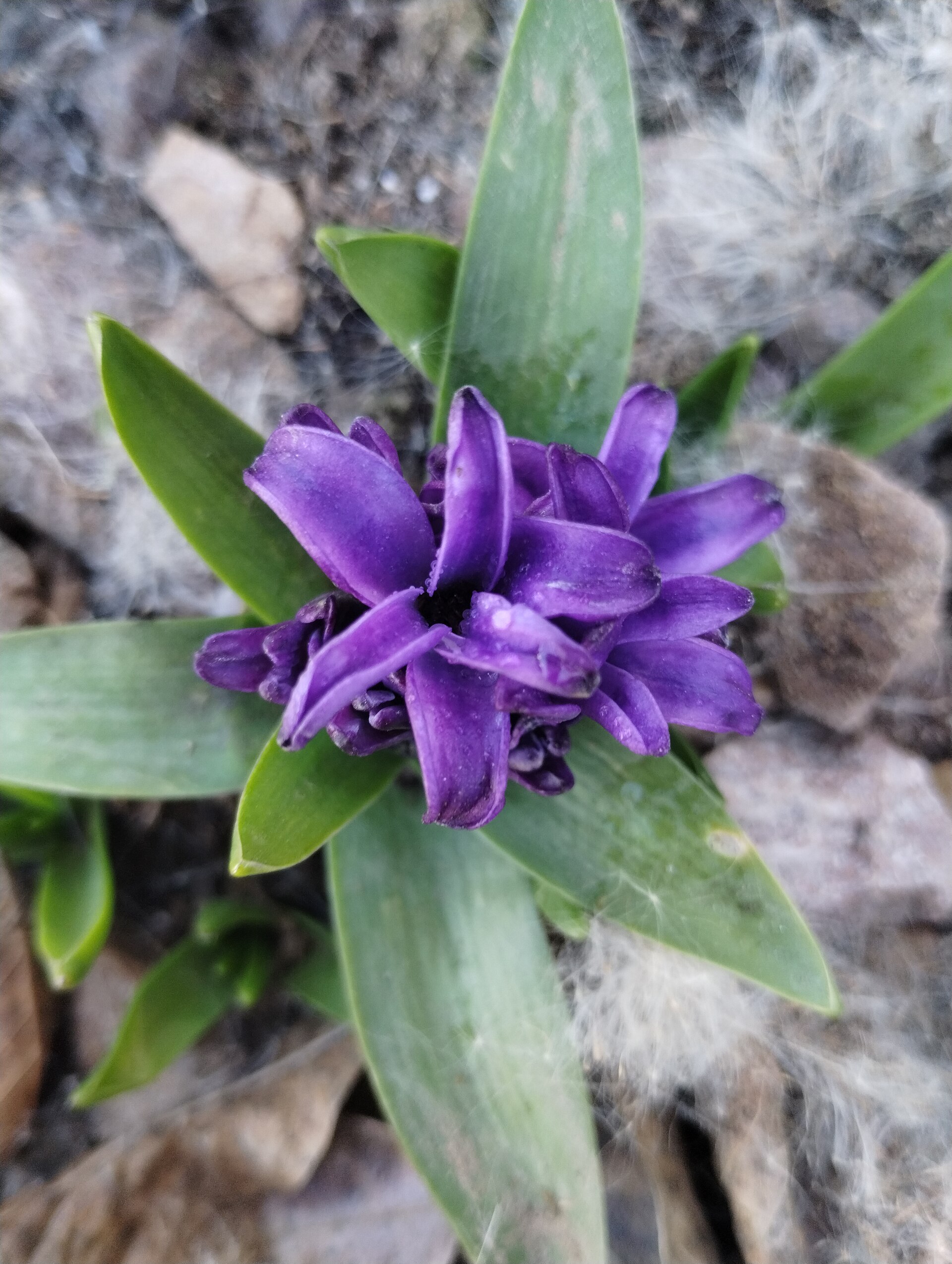 Giacinto: piantare i bulbi per fioriture profumate a primavera