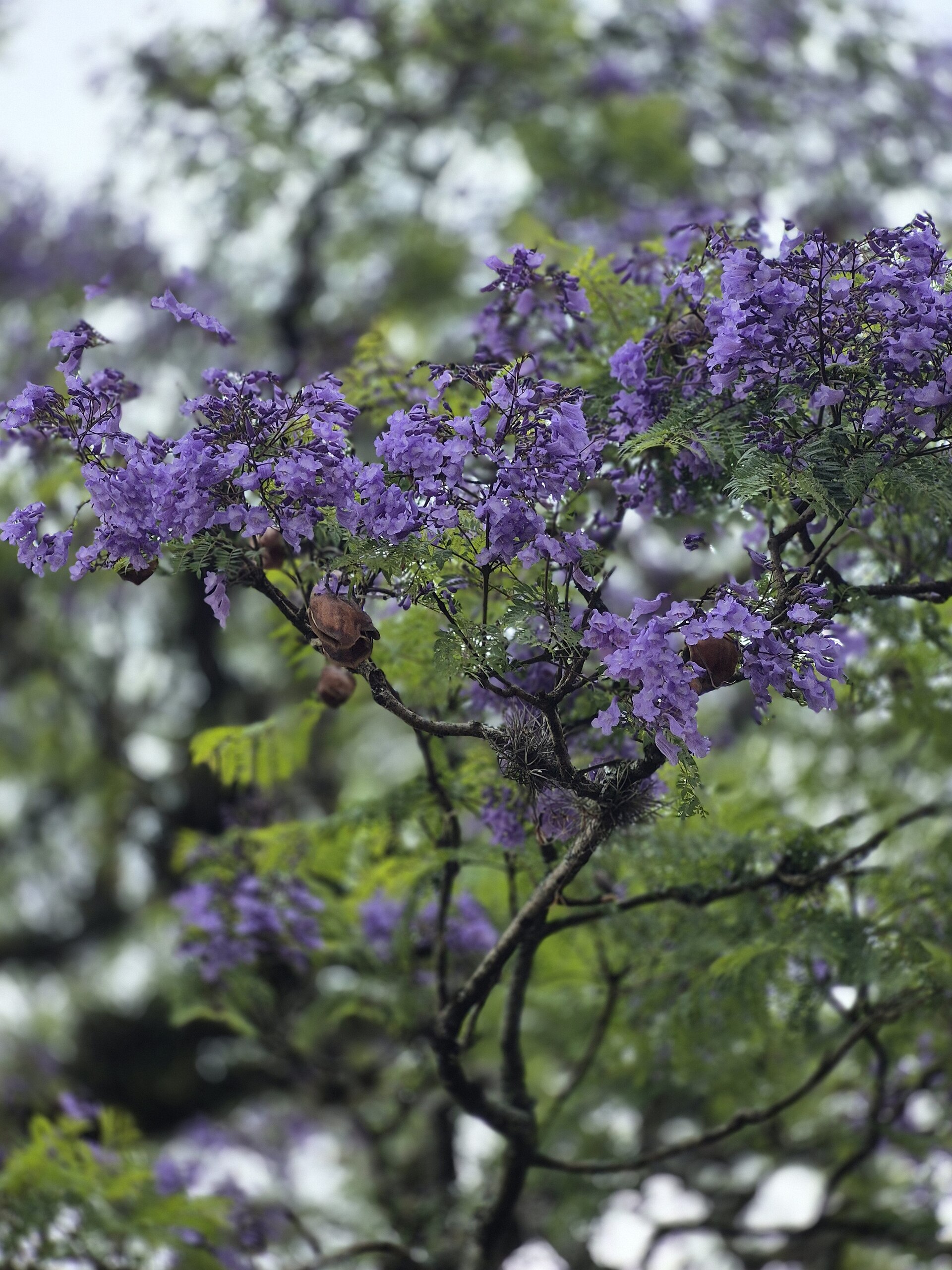 Jacaranda: l albero dai fiori viola di primavera