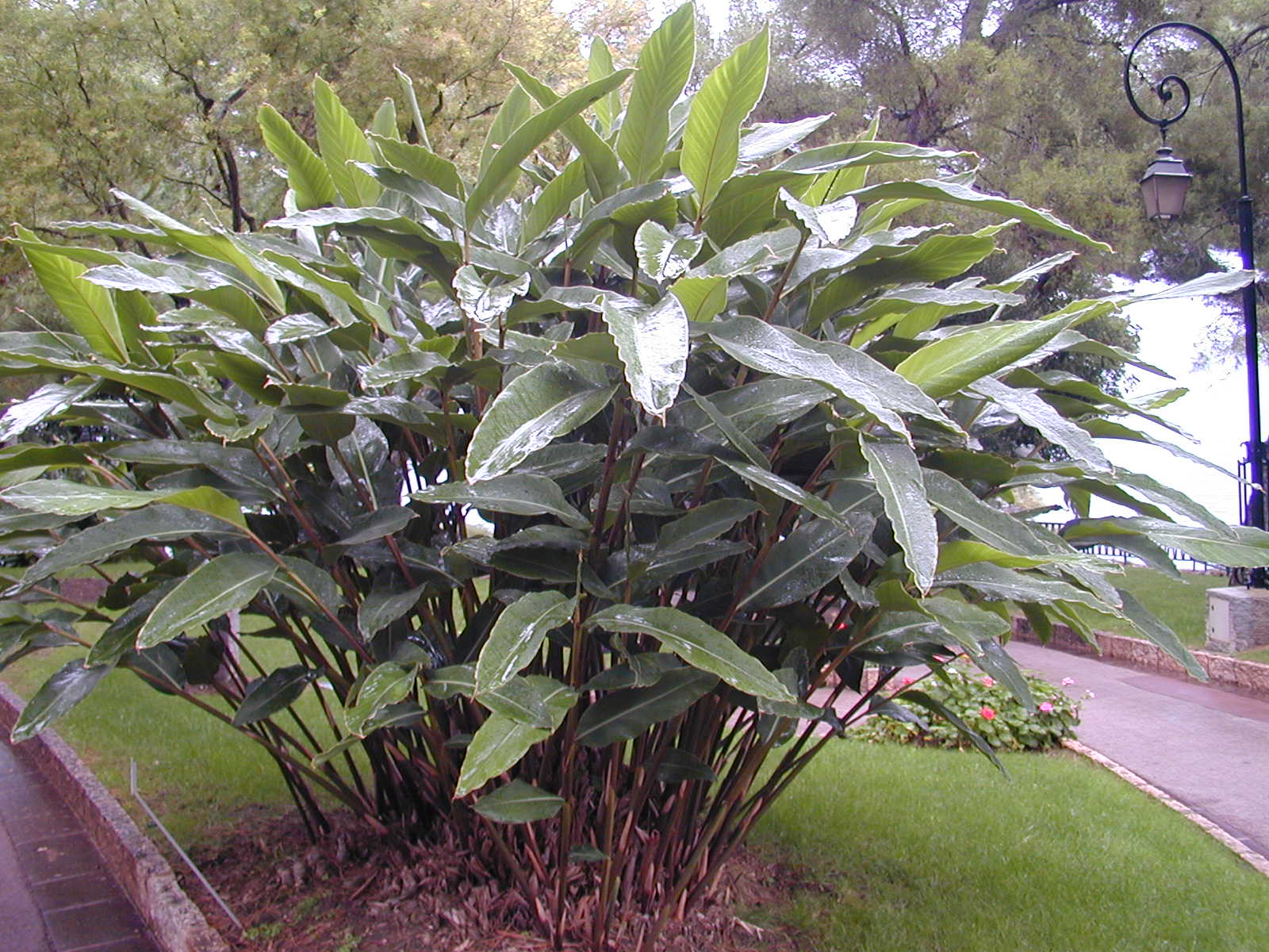 Shell Ginger: Alpinia zerumbet Care Guide