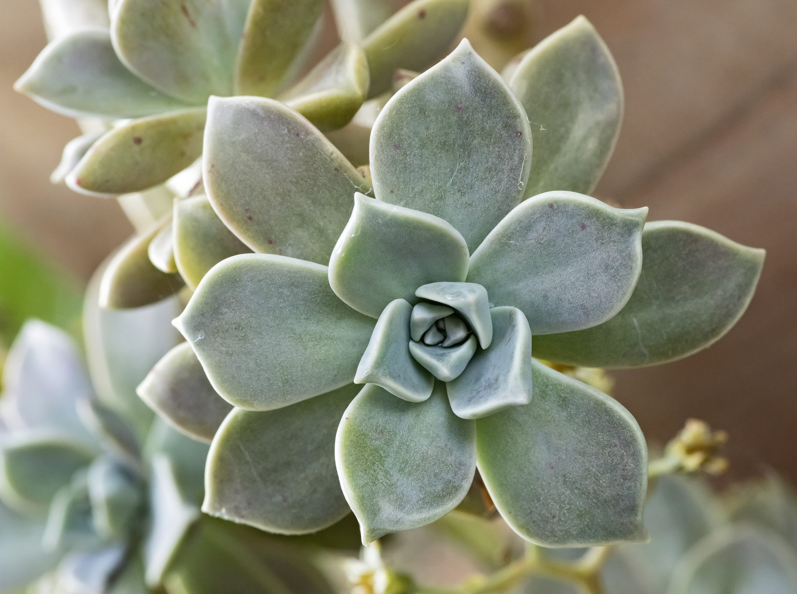 Geisterpflanze: Pflege der perlmuttrosa Sukkulente