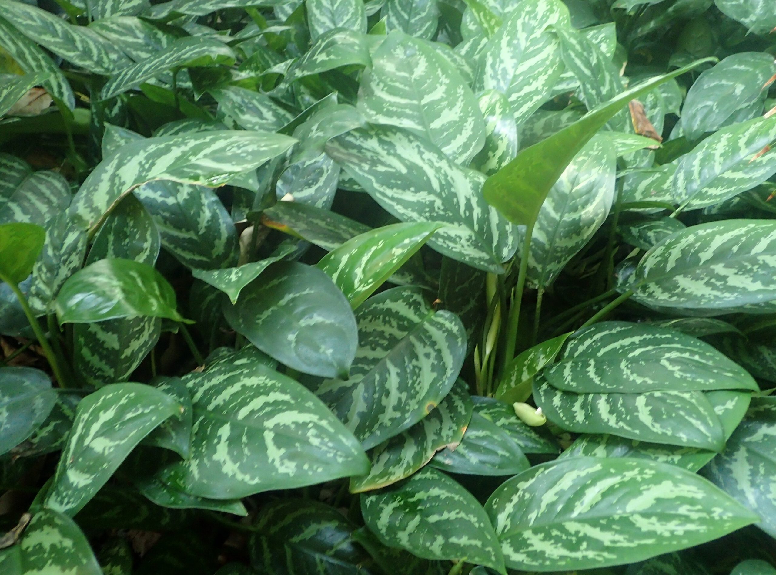 Chinese Evergreen: Aglaonema Care Guide