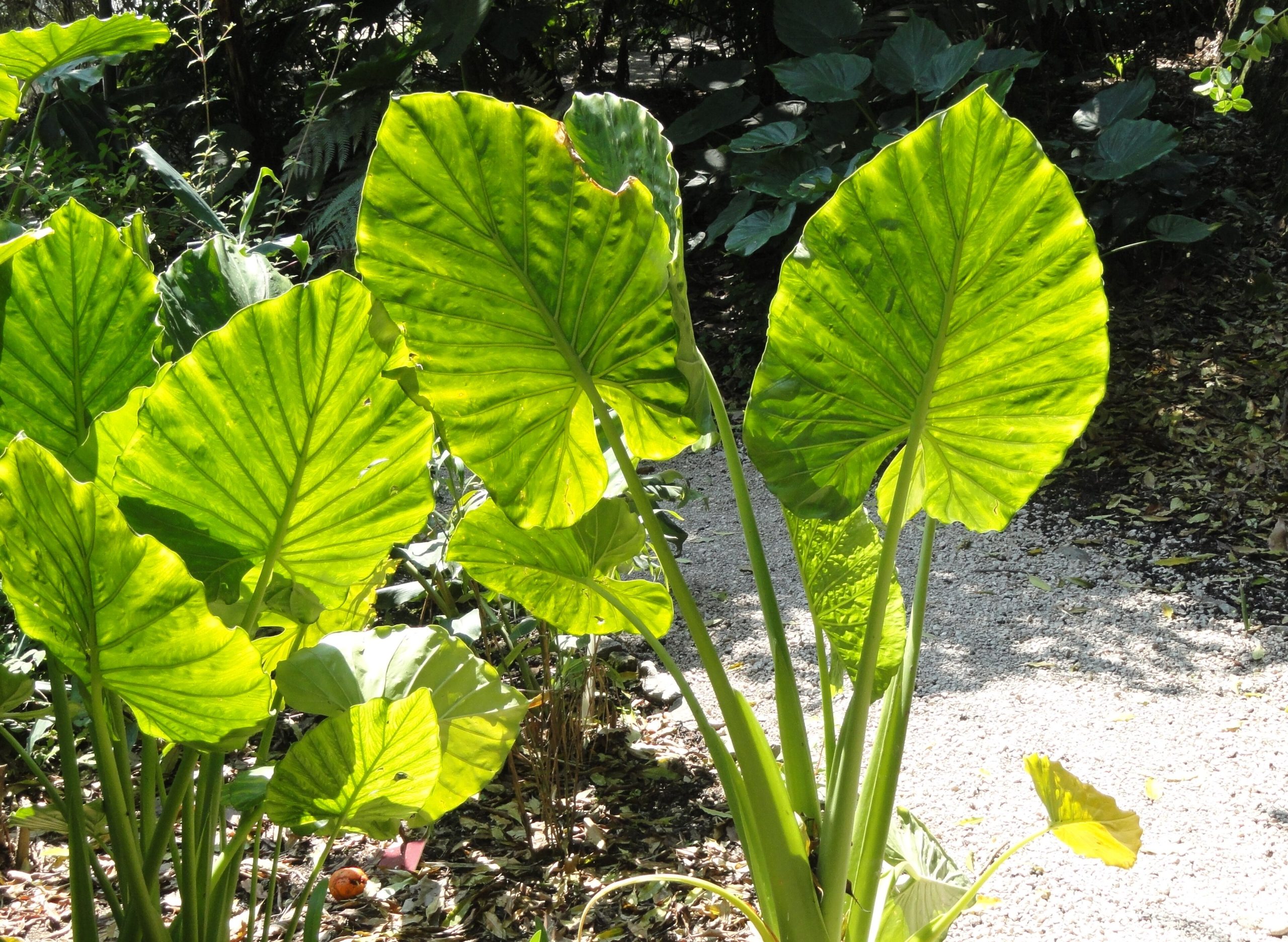 Alocasia: cura della pianta tropicale dalle foglie sagomate