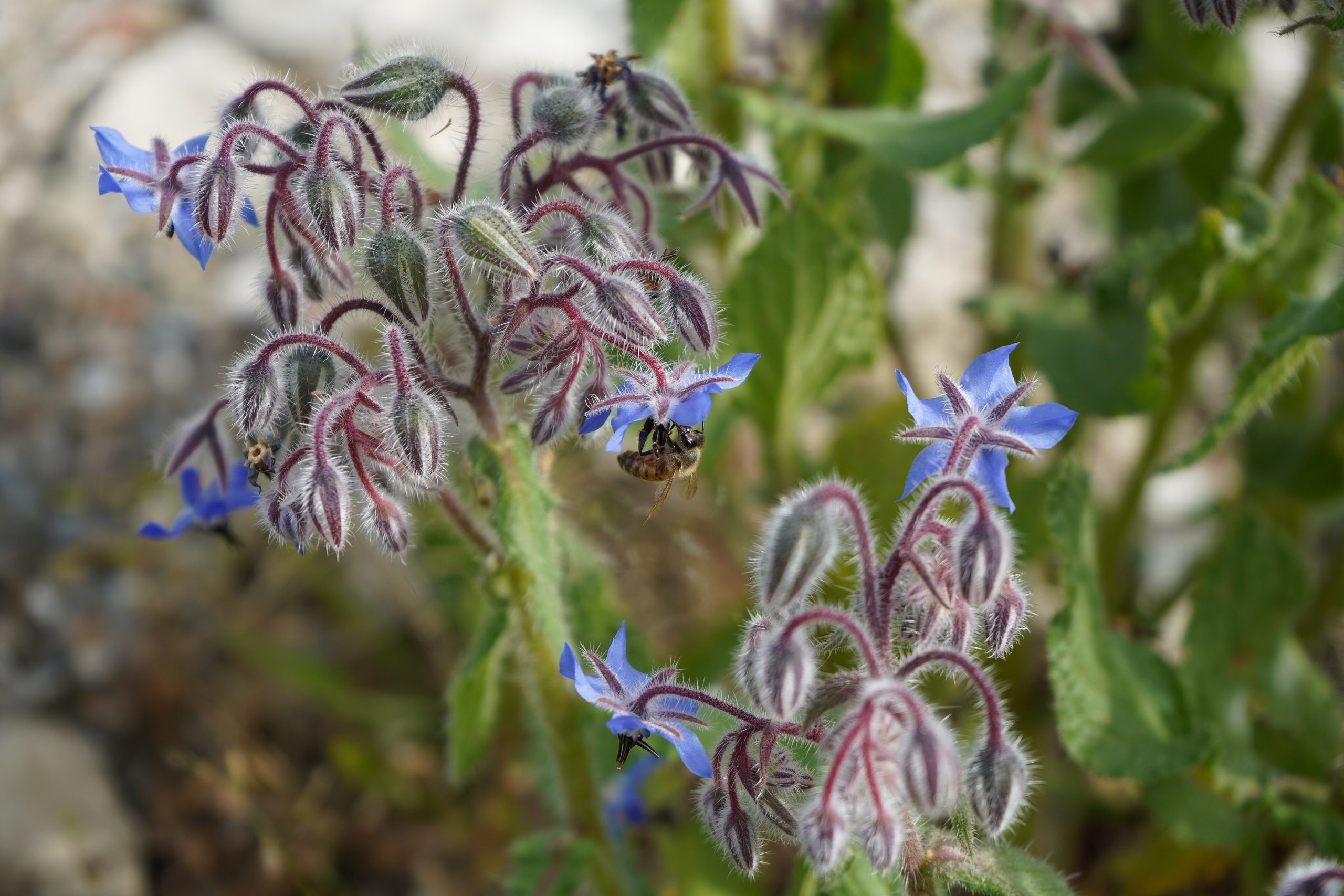 Borragine: l erba selvatica dai fiori azzurri commestibili