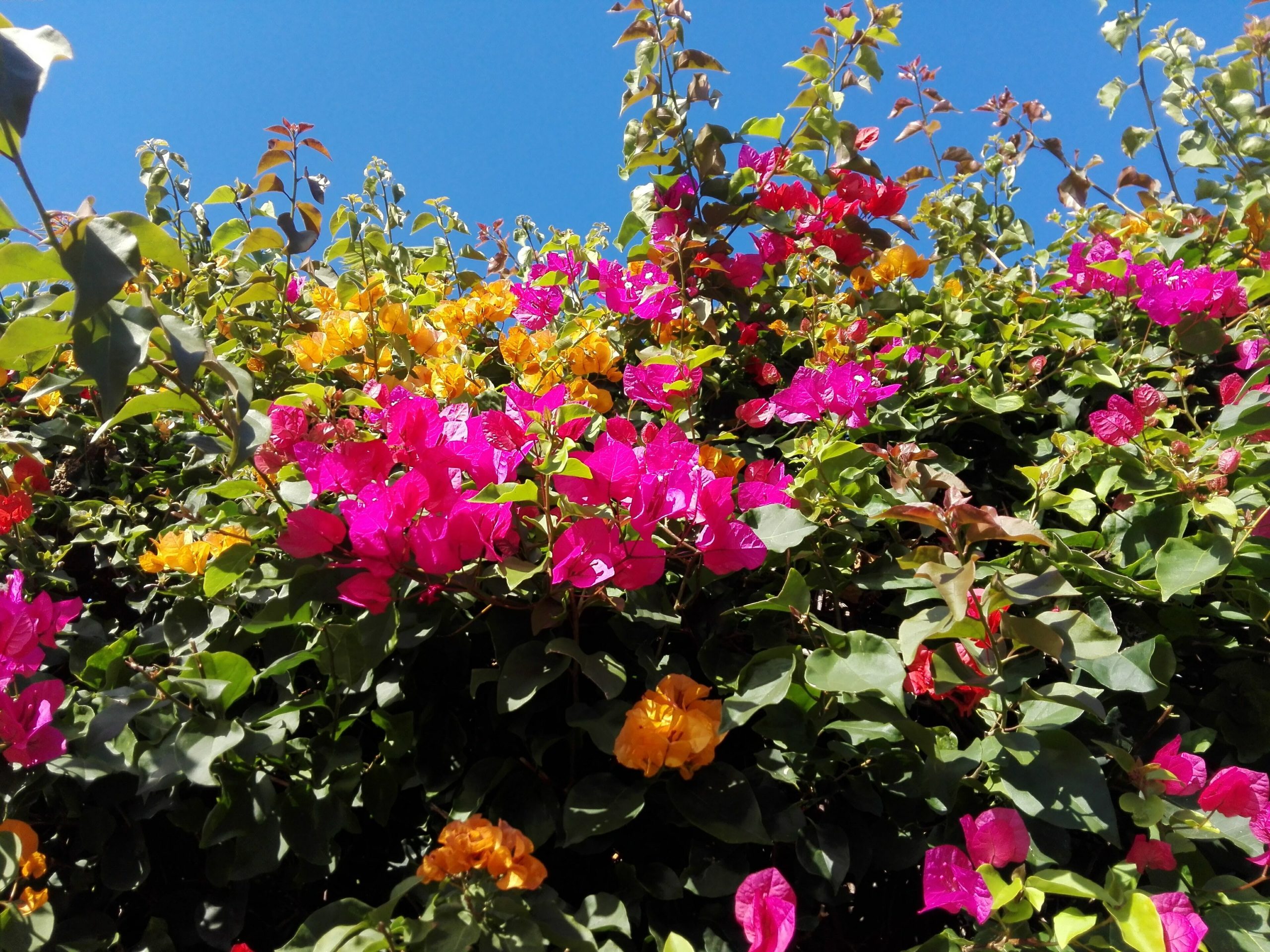 Bouganvillea: cura del rampicante mediterraneo dai colori vivaci