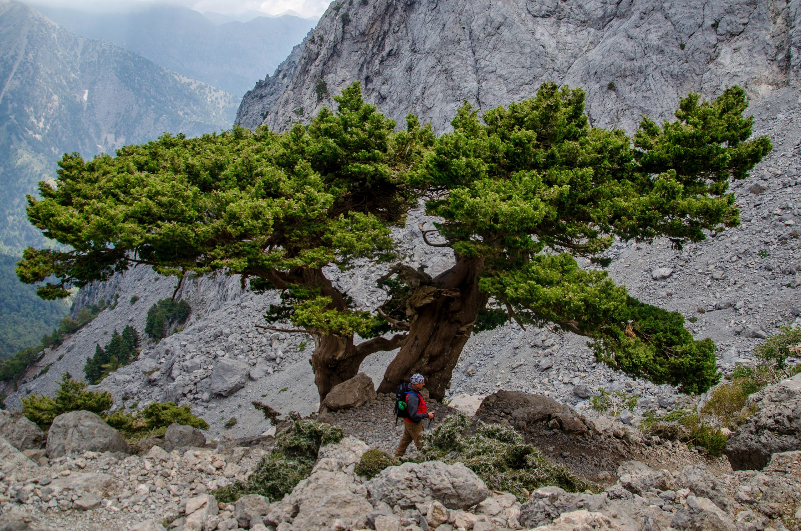 Cipresso: come coltivare la conifera simbolo della Toscana