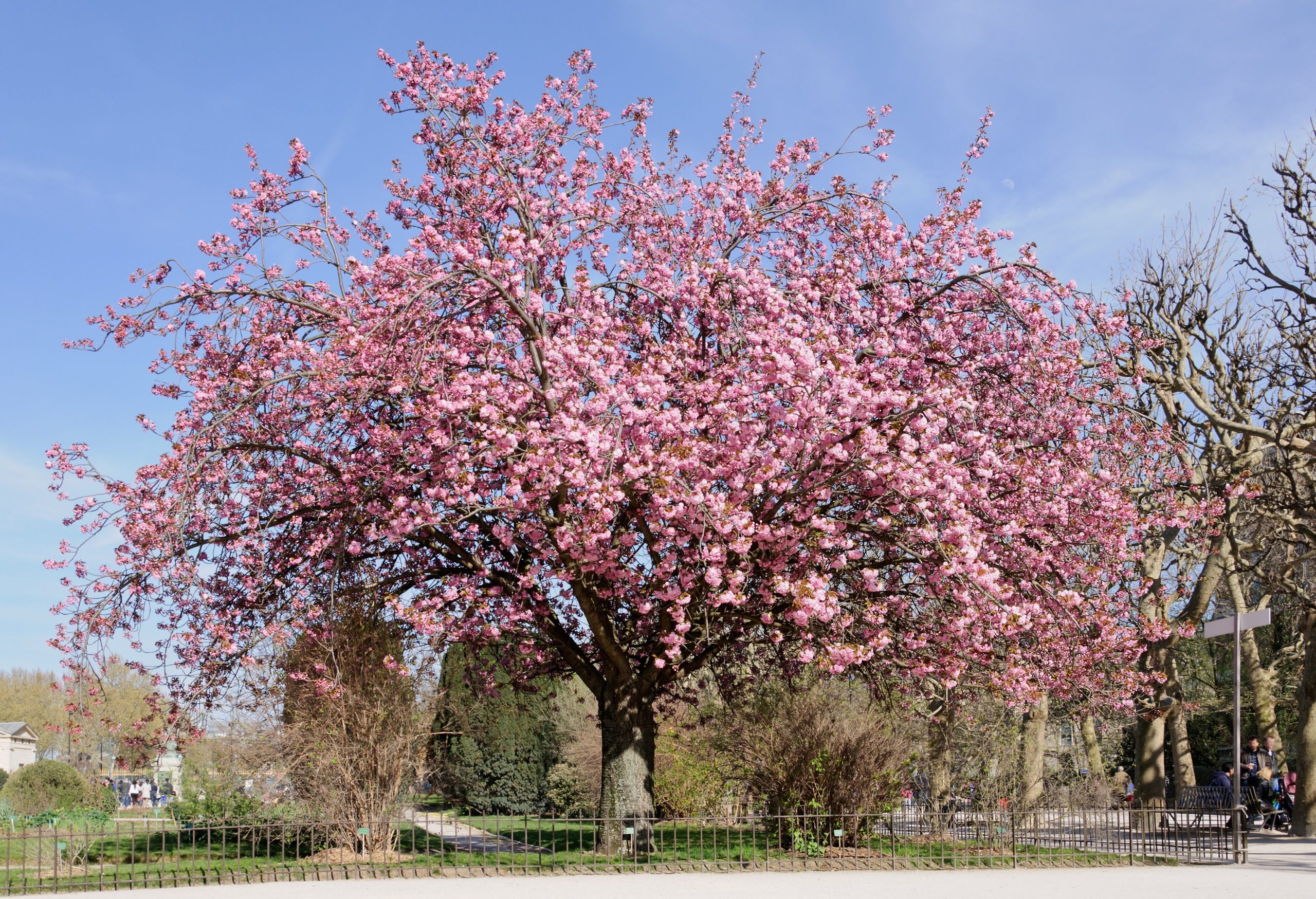Ciliegio giapponese: cura del sakura da fiore