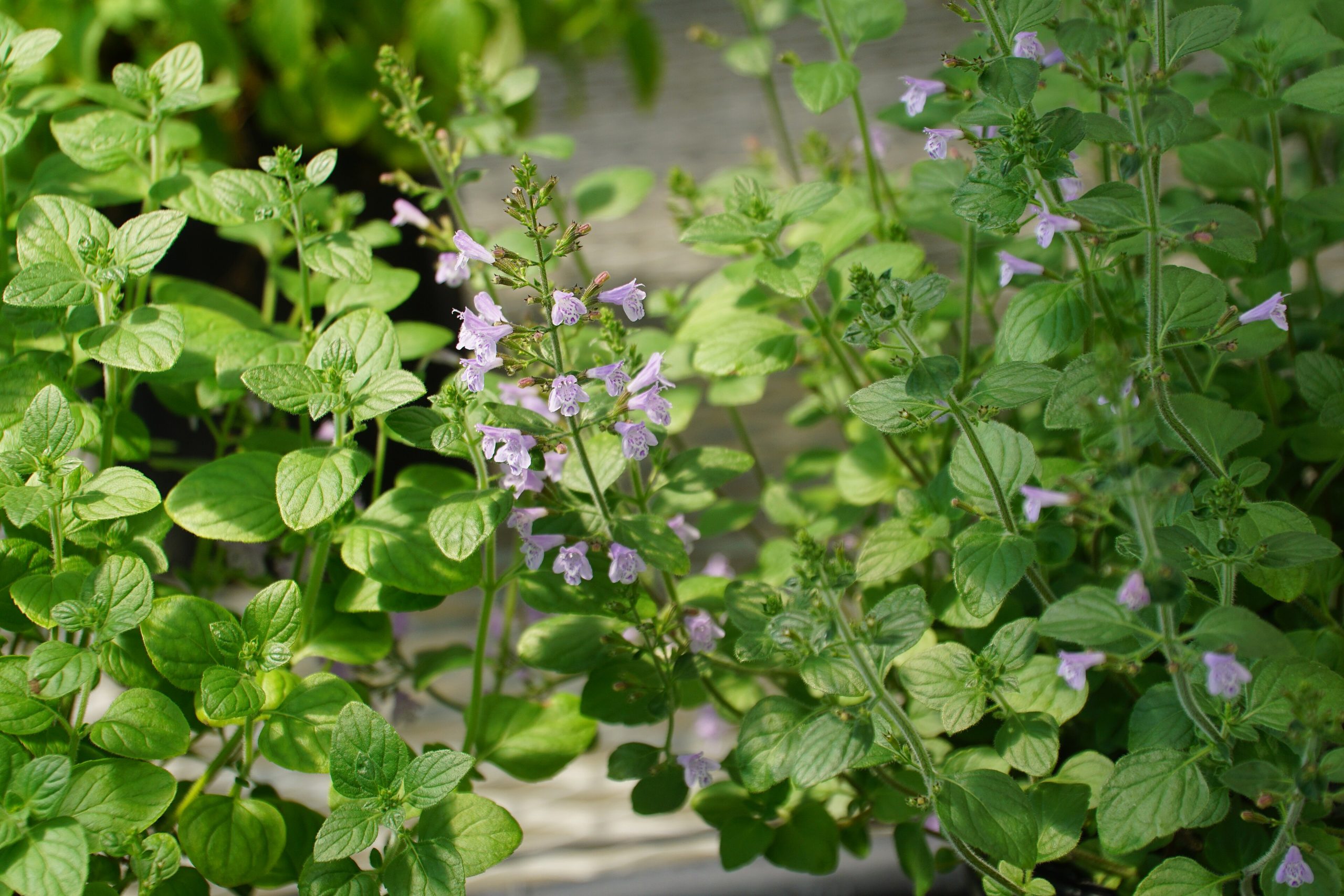 Lesser Calamint: Calamintha nepeta Care
