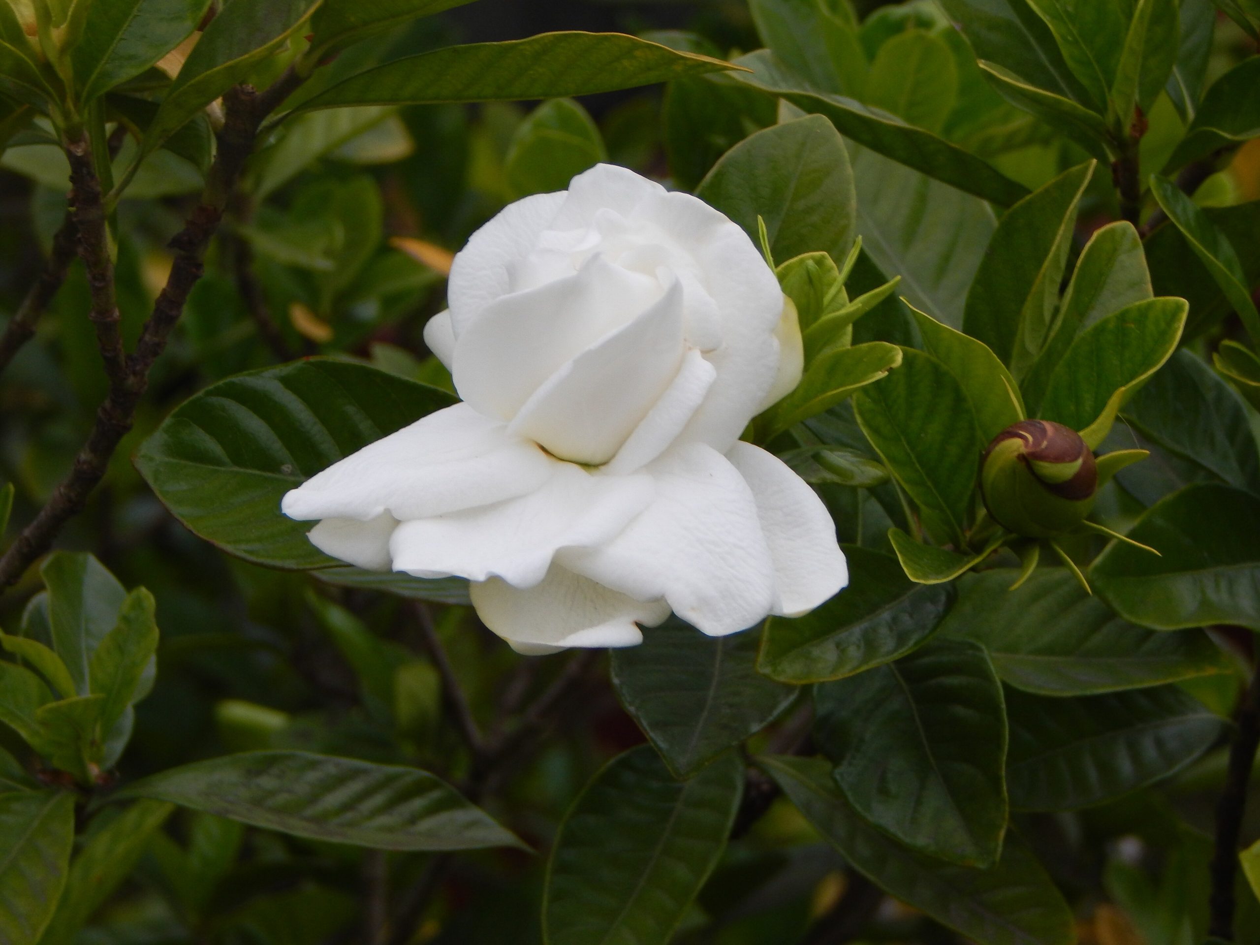 Gardenia: come coltivarla e farla profumare in giardino