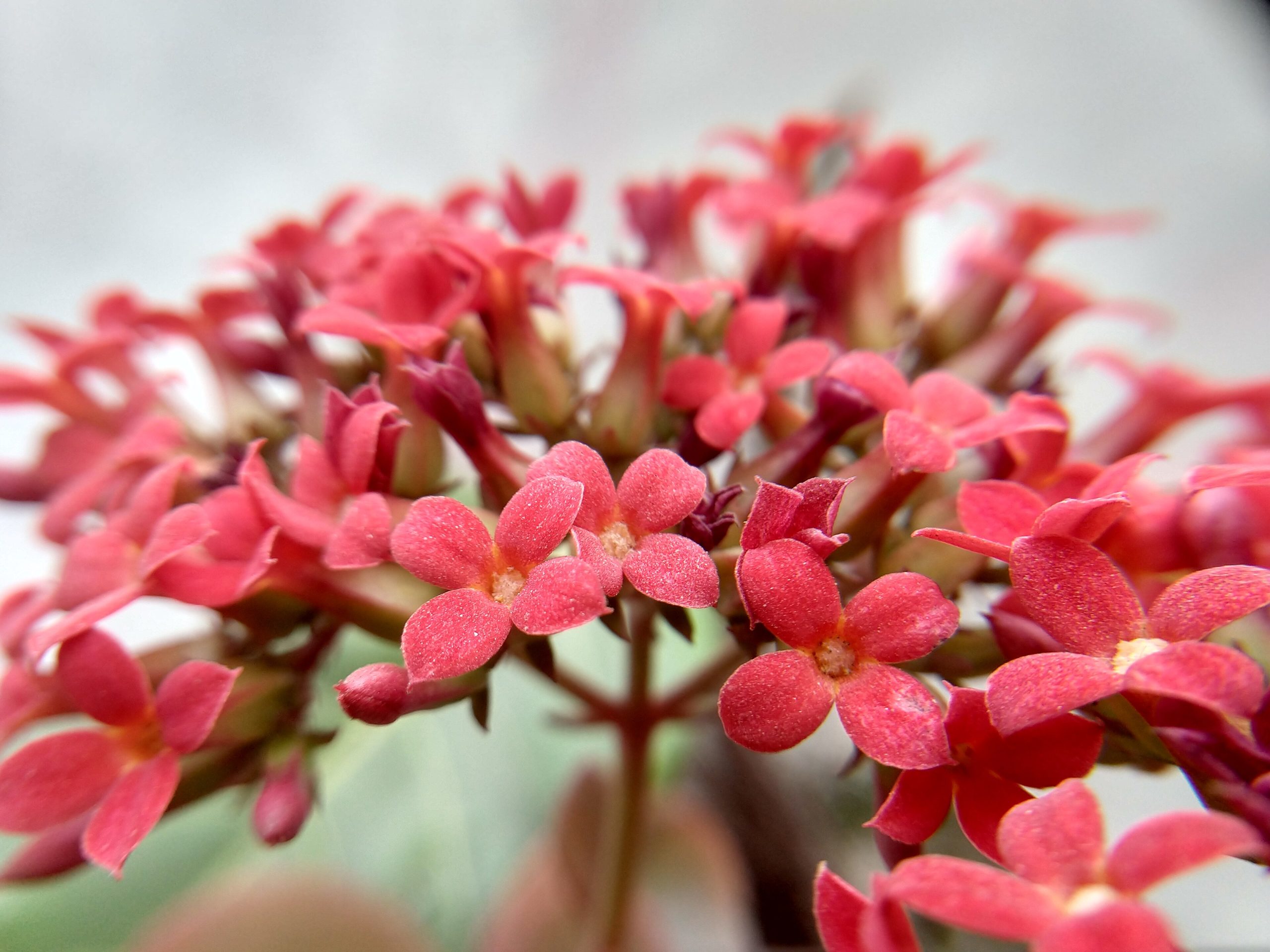 Kalanchoe: come farla rifiorire ogni inverno in casa