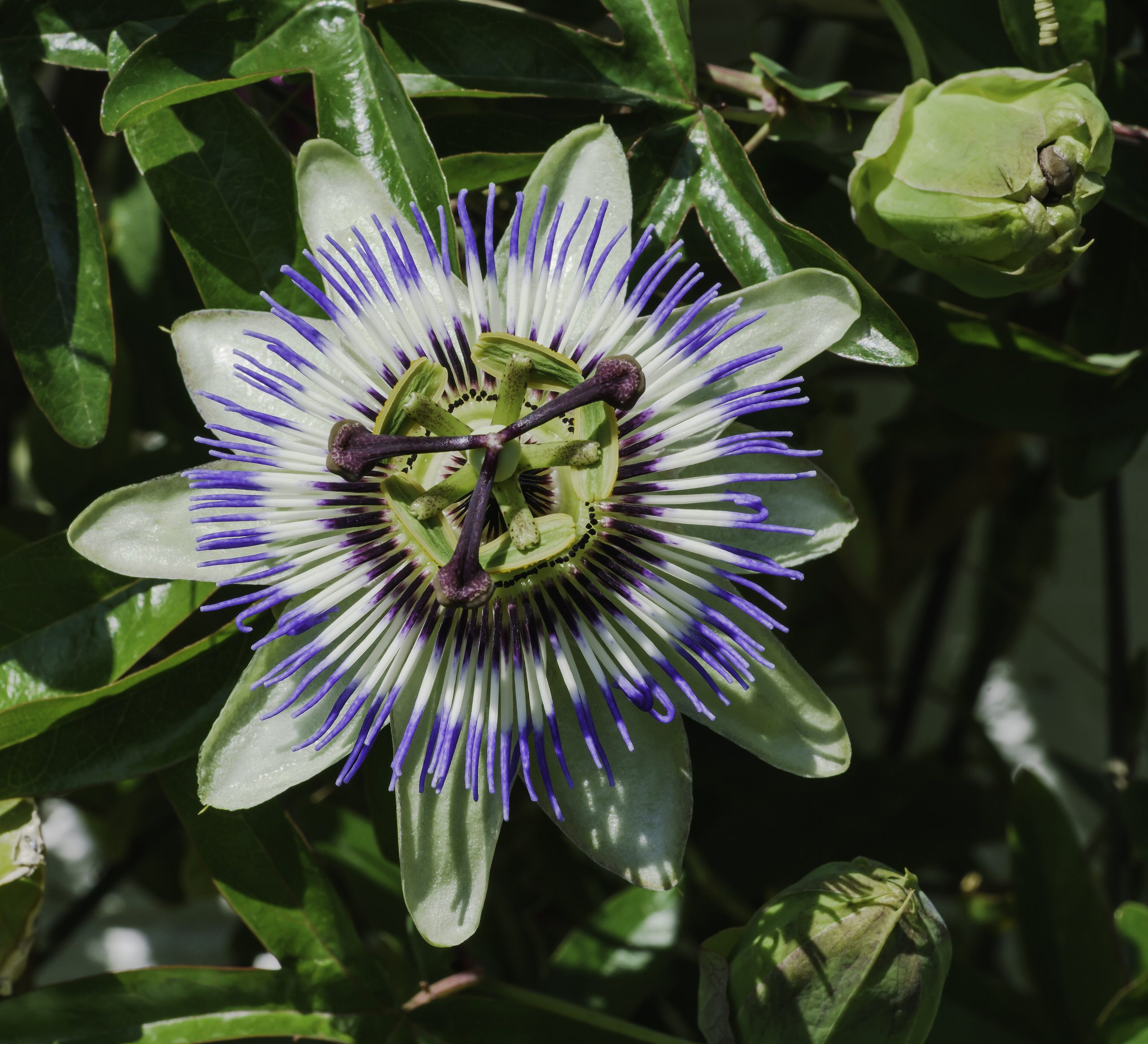 Passiflora: come coltivare il rampicante dai fiori esotici