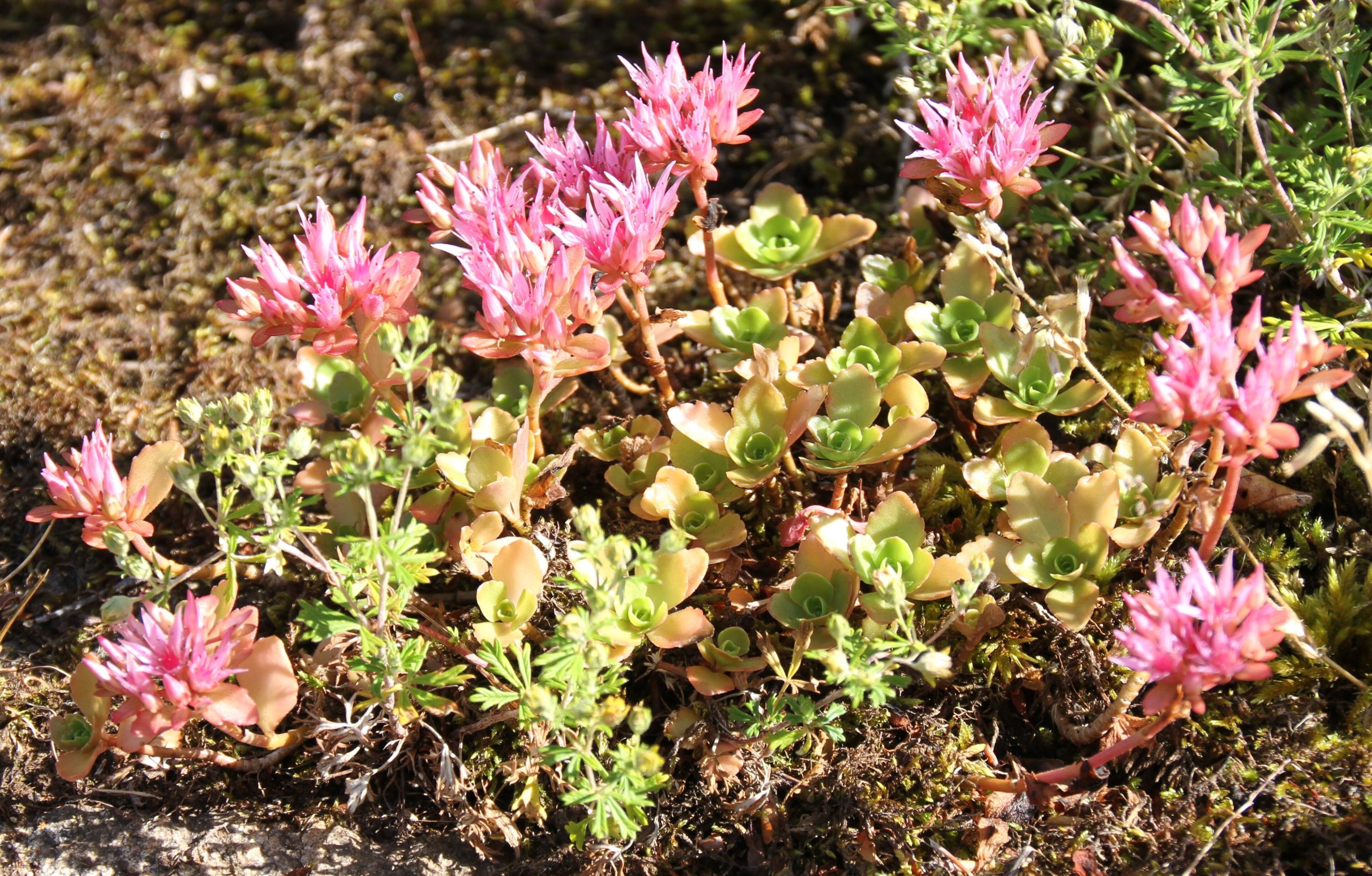 Sedum spurium: la succulenta tappezzante da rocaglia
