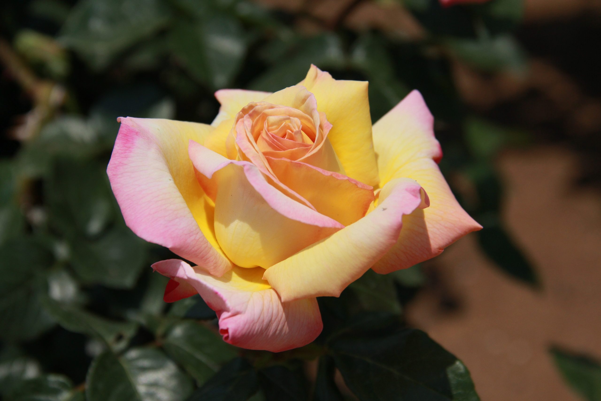 Rosa: come coltivarla, potarla e farla fiorire a lungo