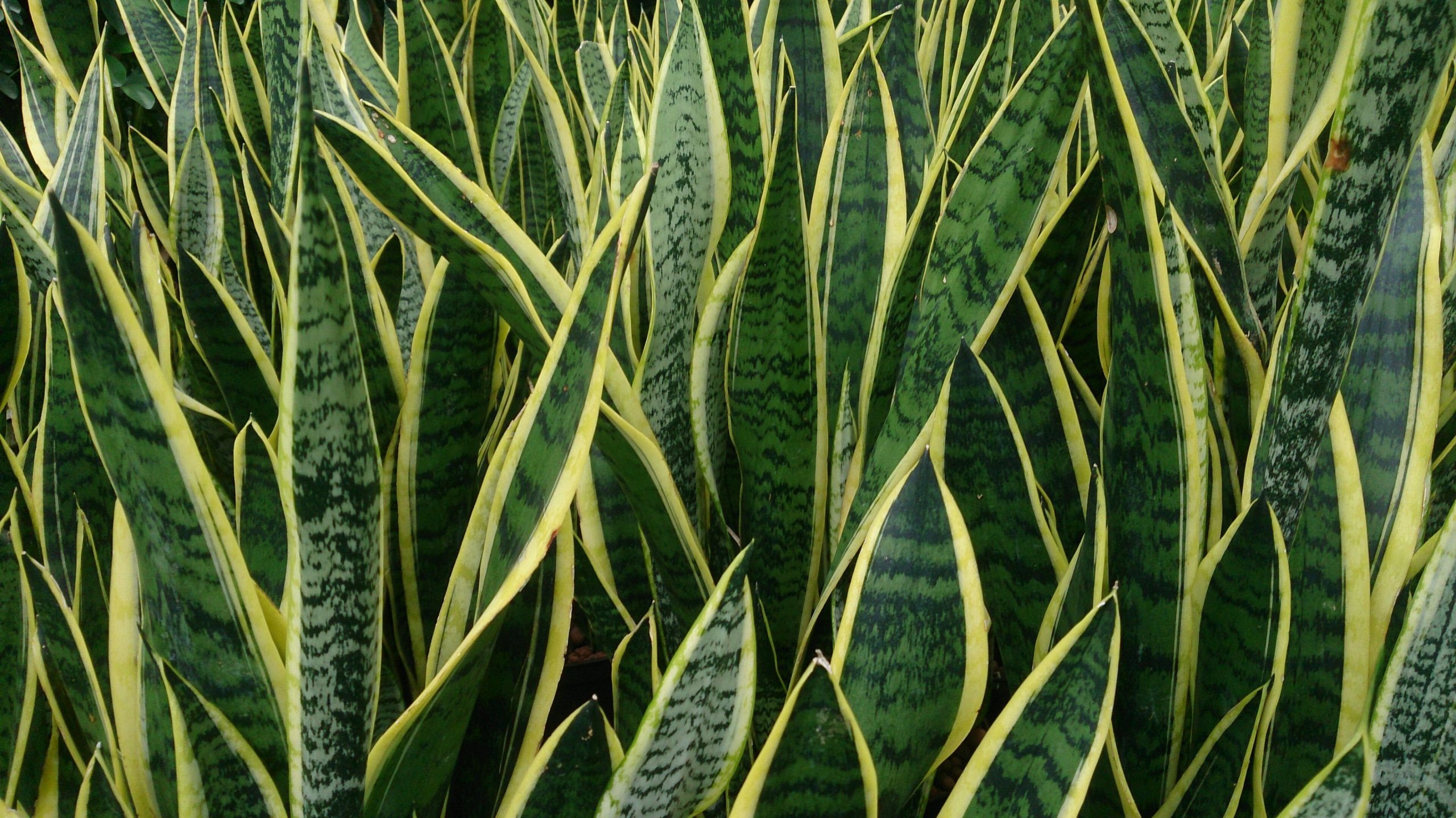 Sansevieria: la pianta d interno indistruttibile e depurante