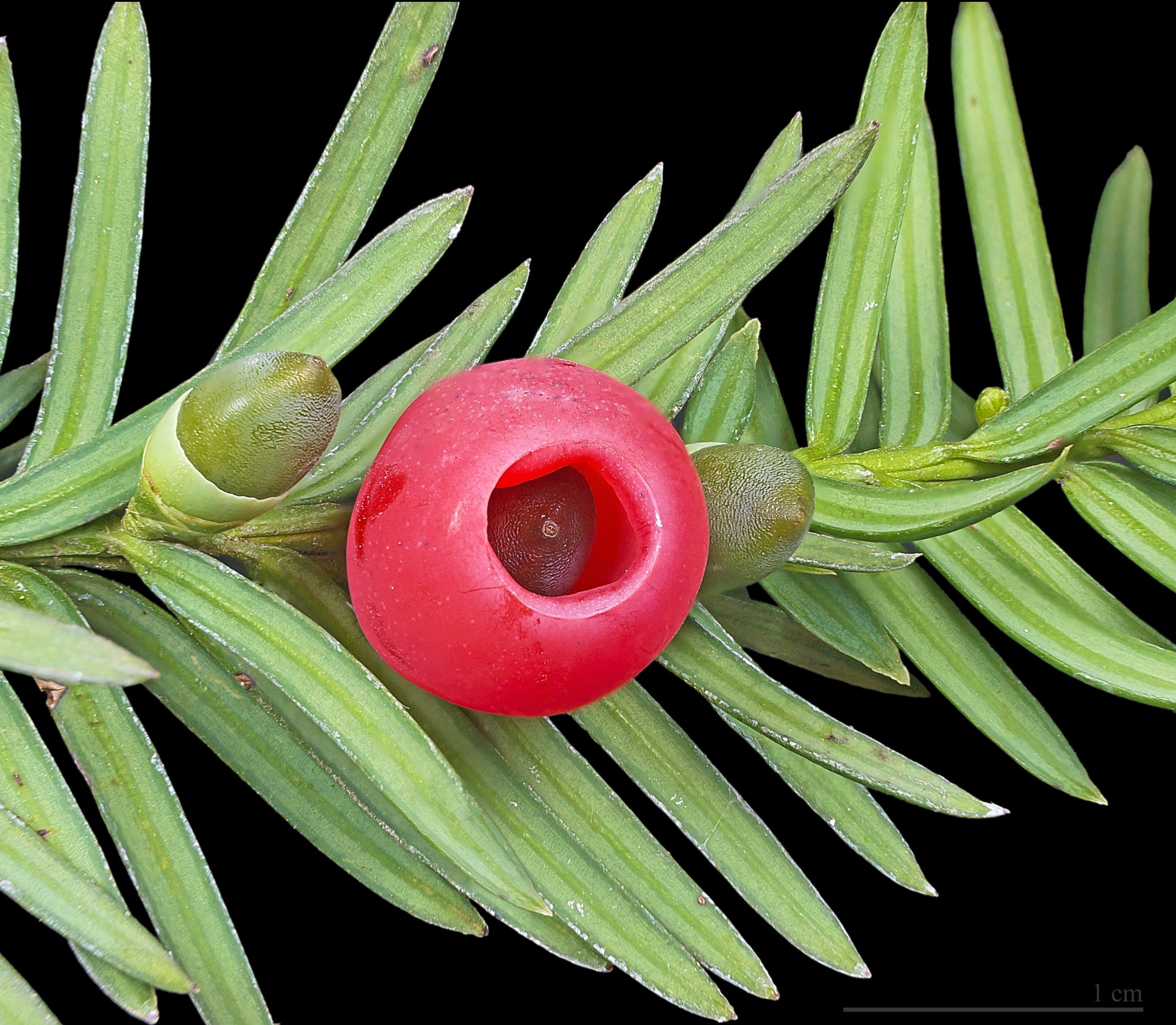 Tasso: la conifera longeva ideale per siepi e topiaria