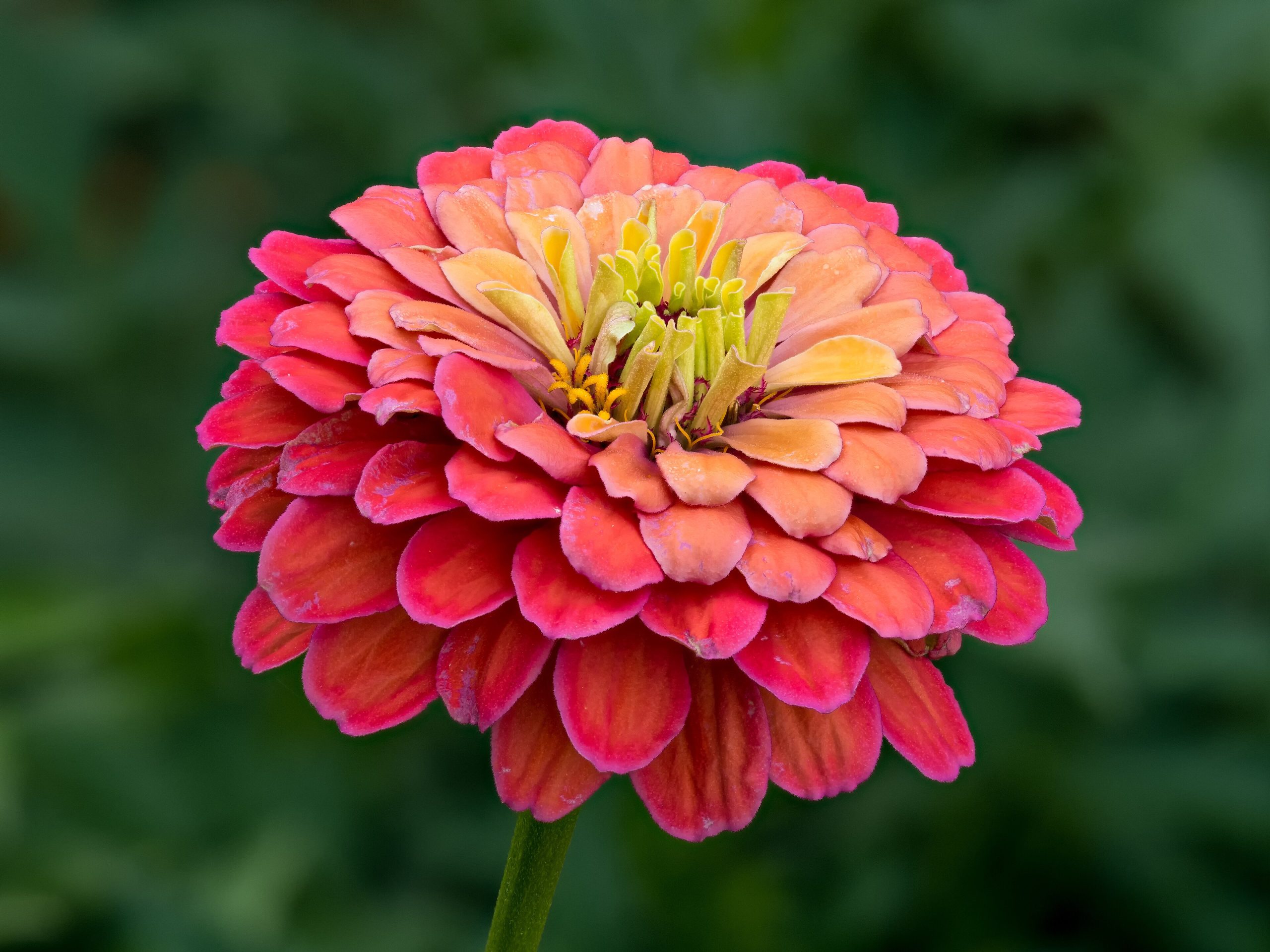 Zinnia: Growing the Colourful Summer Flower