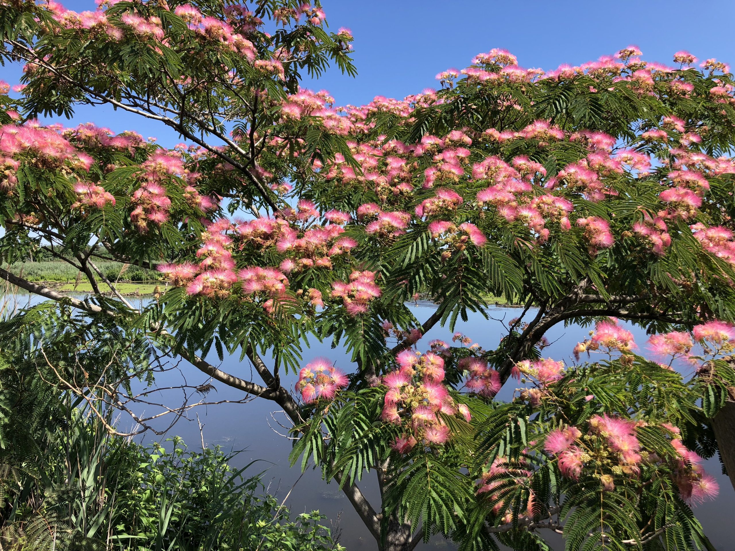 Acacia de Constantinopla: cuidados de Albizia